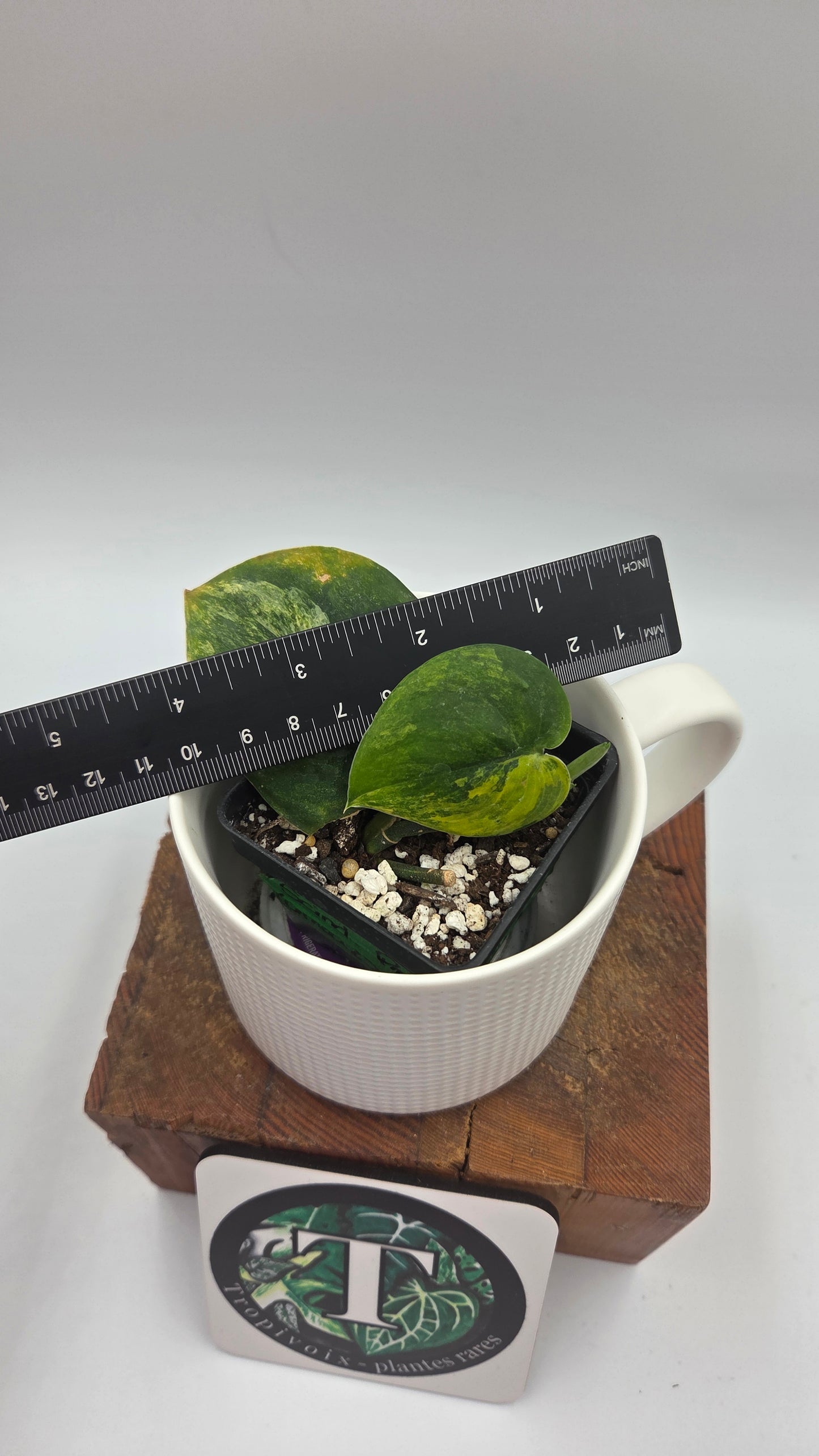 Scindapsus Parahiyangan (SCI-492)