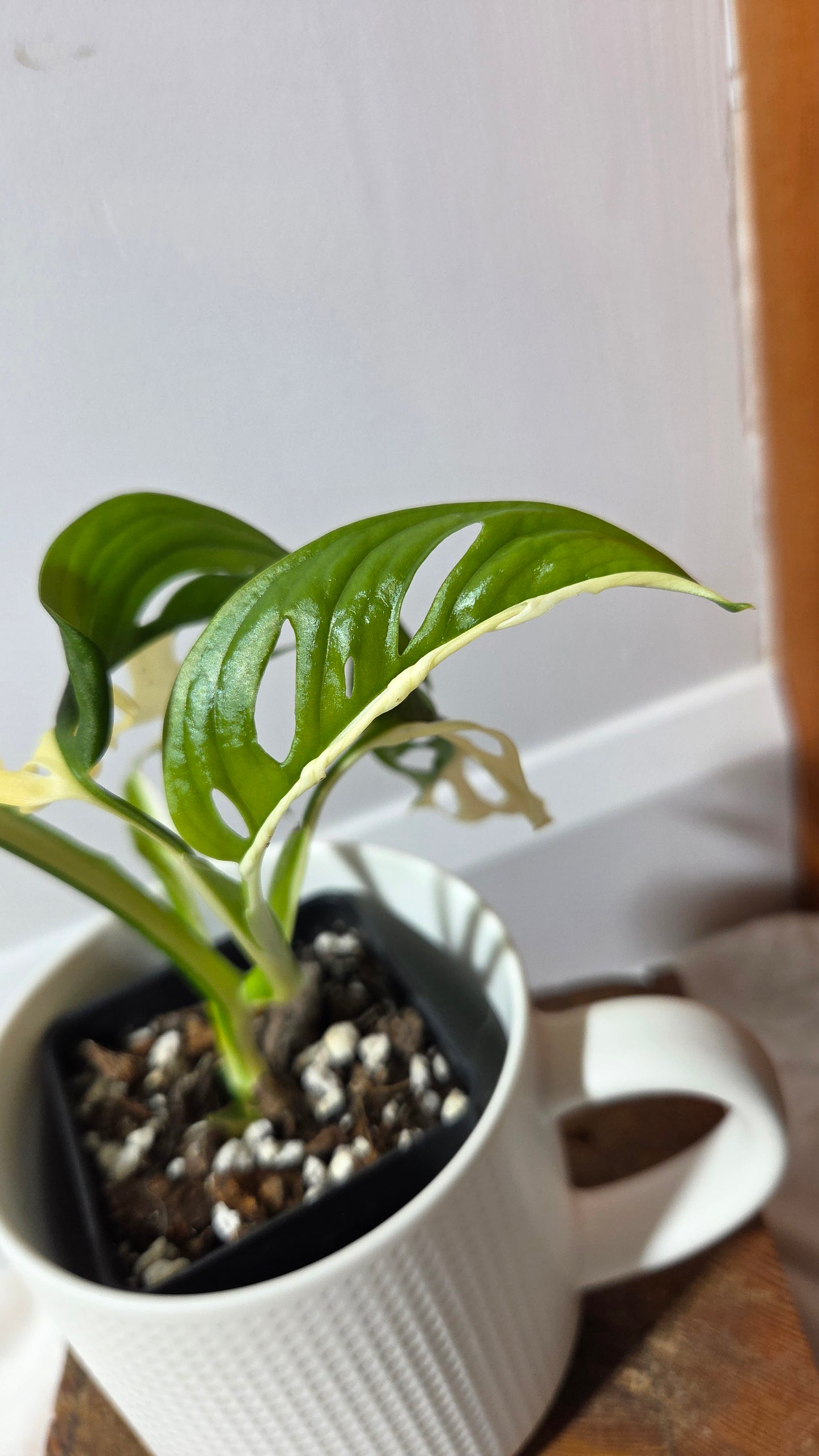 Monstera Andasonii Albo/ Génétique Half&Half (MON-508)