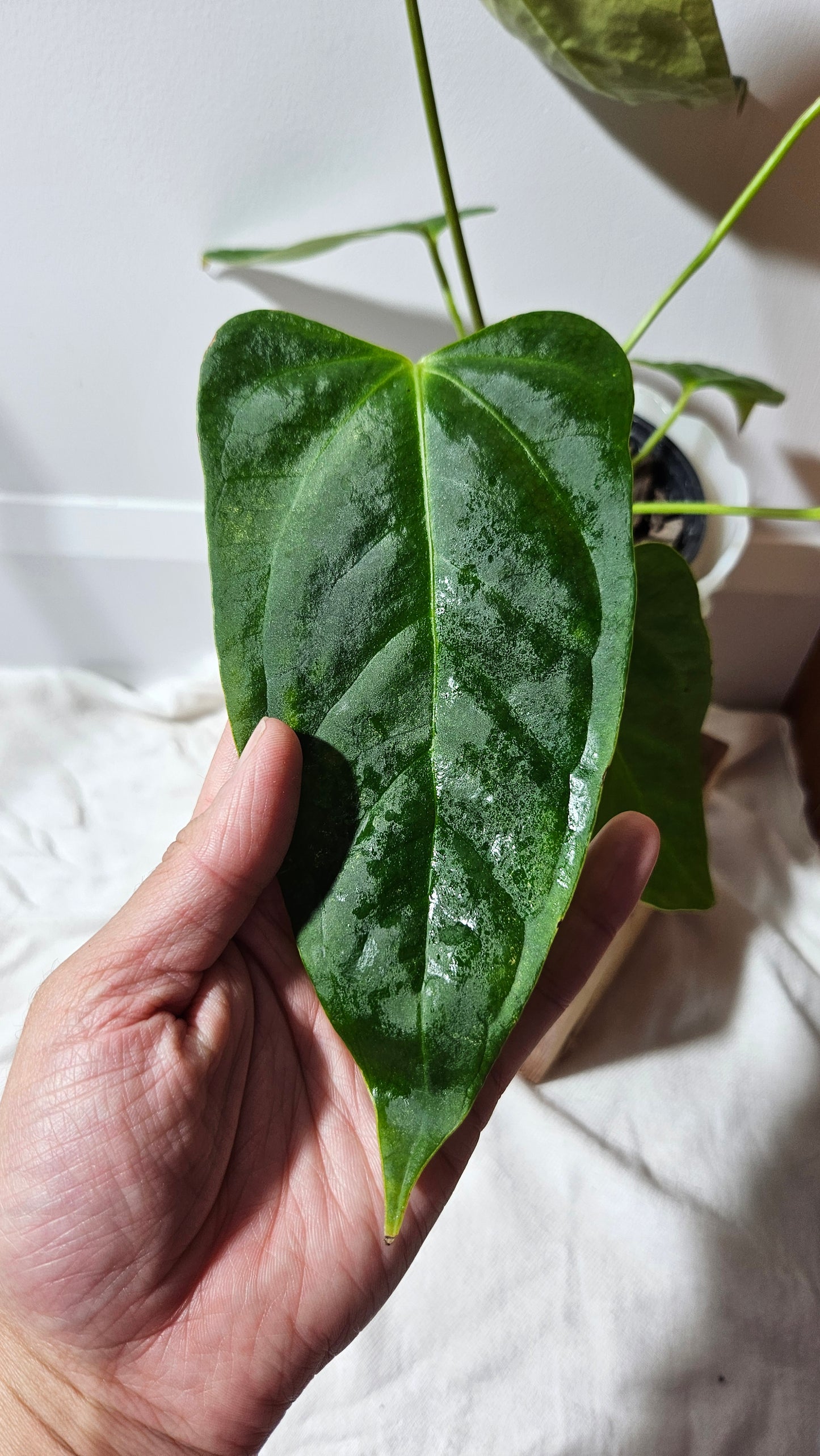 Anthurium Portillae Indo "format MEDIUM/LARGE" (ANT-125)