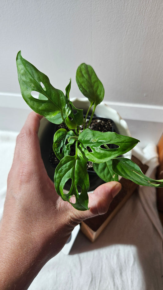 Monstera Obliqua Aff Cenepa (MON-290)