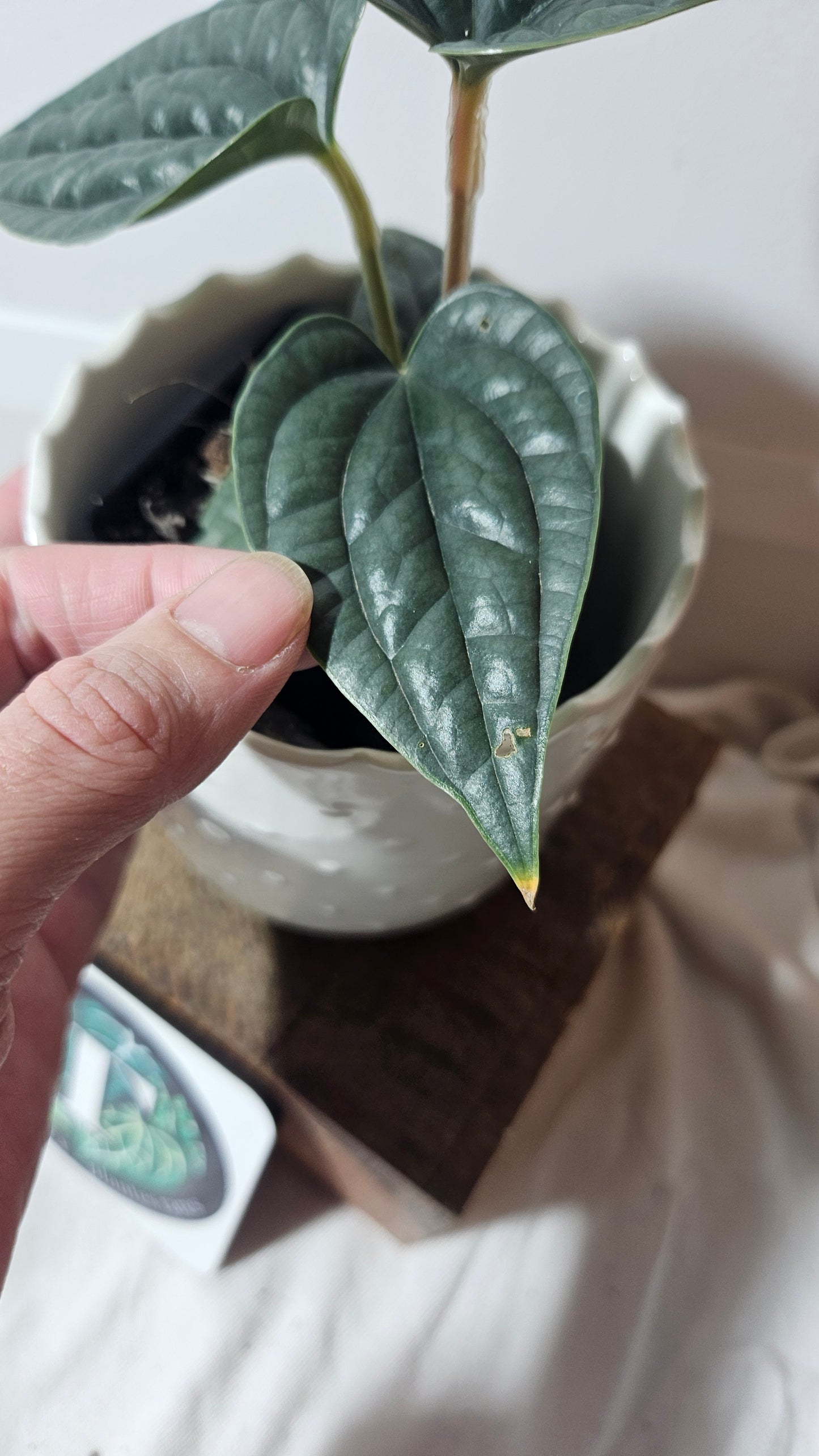 Anthurium Luxurians "format PETIT/MOYEN" (ANT-223)