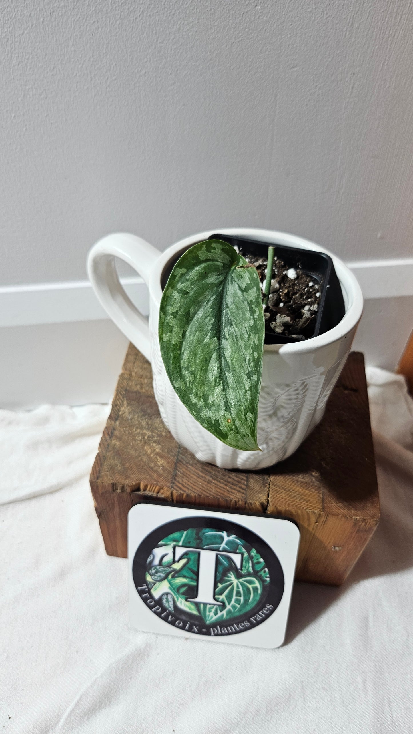 Scindapsus Dark Princess Tricolore (SCI-1200)