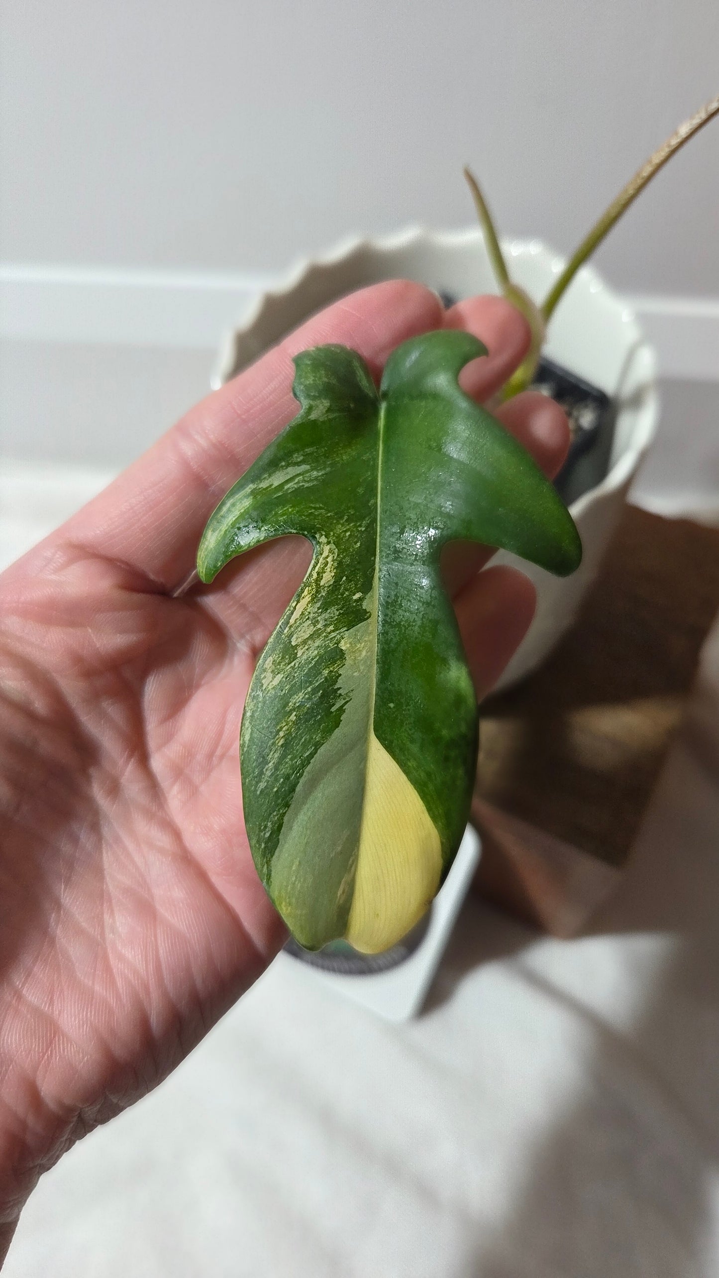 Philodendron Florida Beauty (PHI-965)