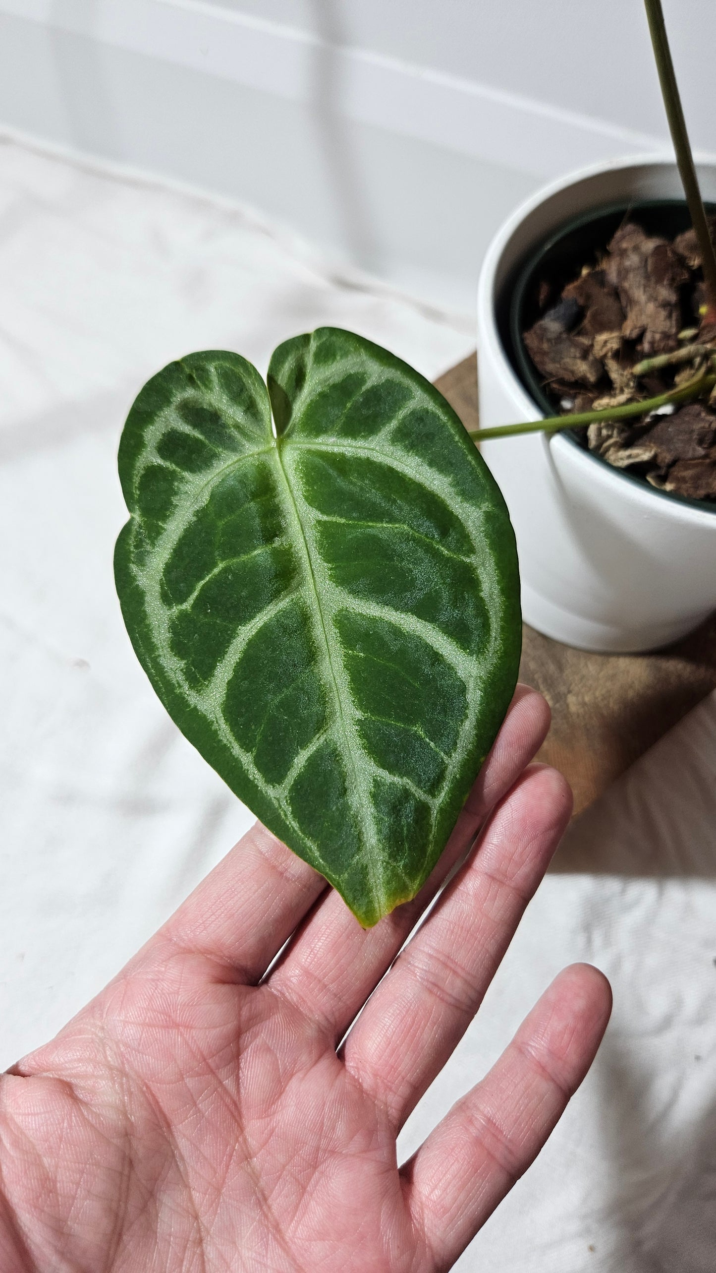 Anthurium Crystallinum Silver Hybrid "format MEDIUM"(ANT-002)