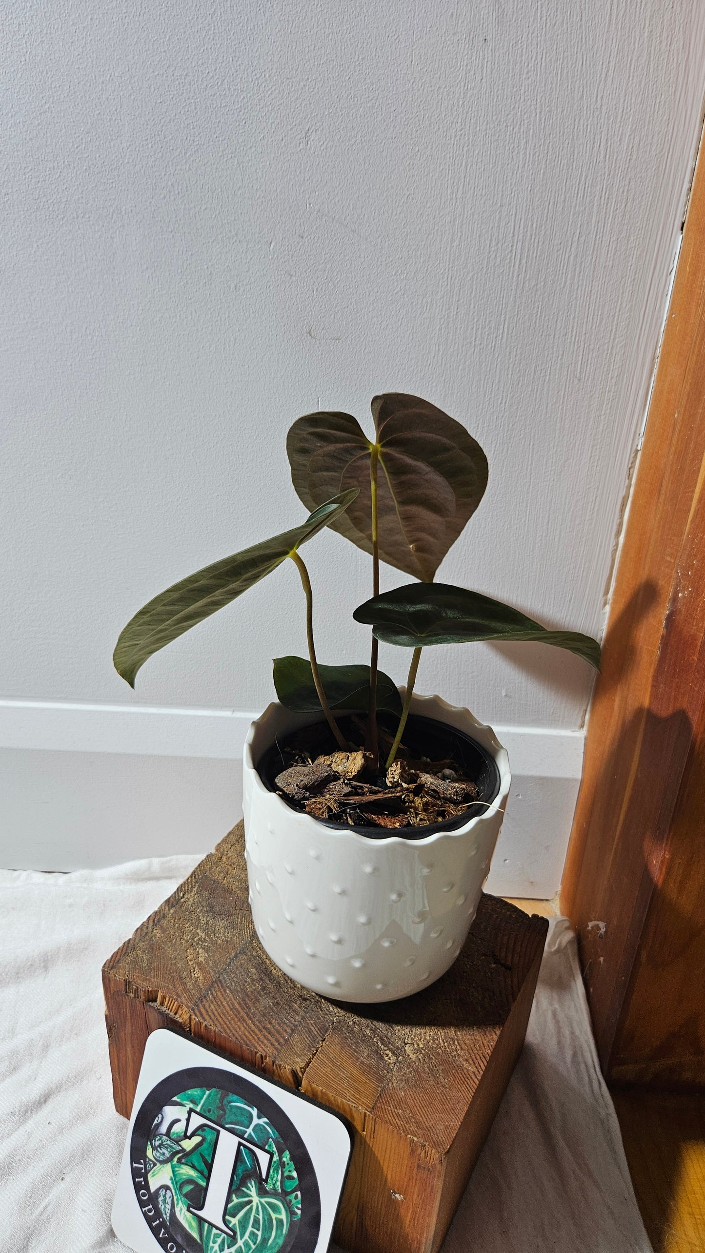 Anthurium  Papillilaminum (d'équateur) "format MOYEN" (ANT-611)