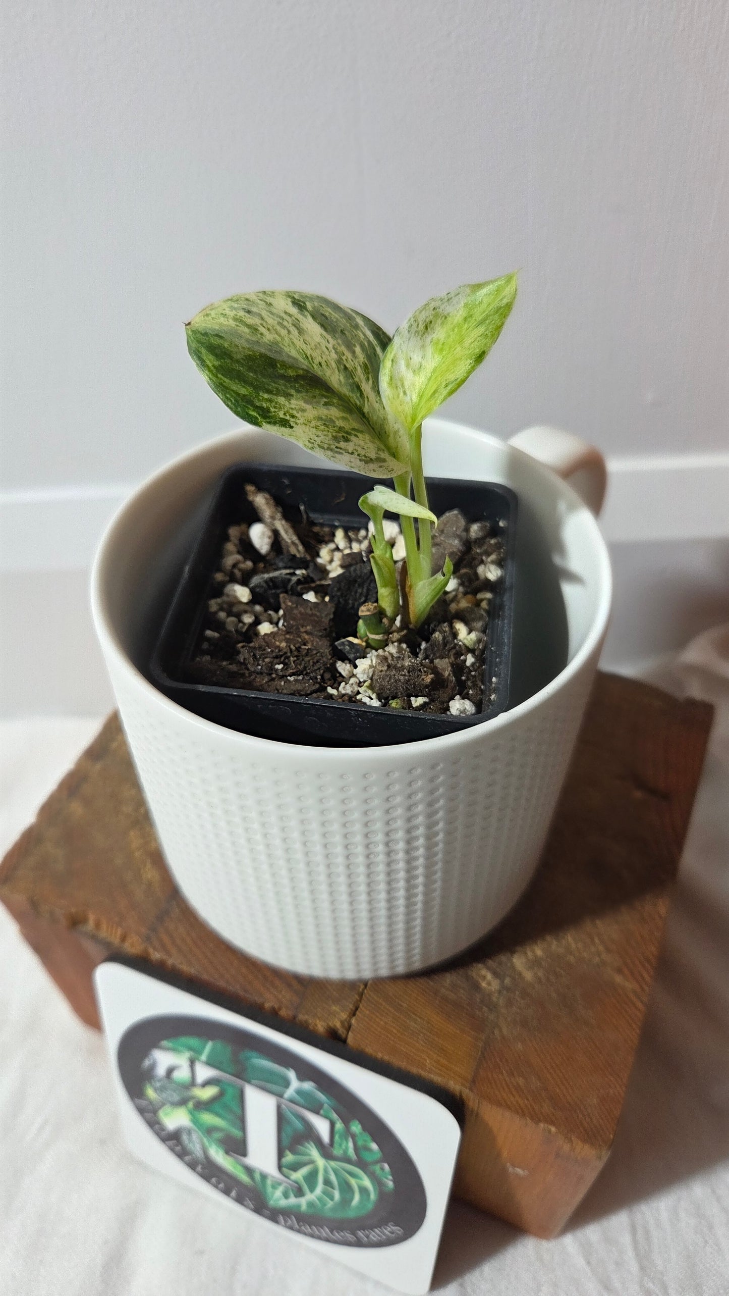 Scindapsus Moonlight Marble (SCI-1393)