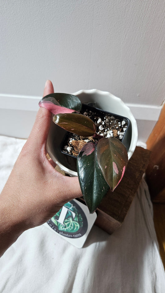Philodendron Black Cherry (PHI-881)