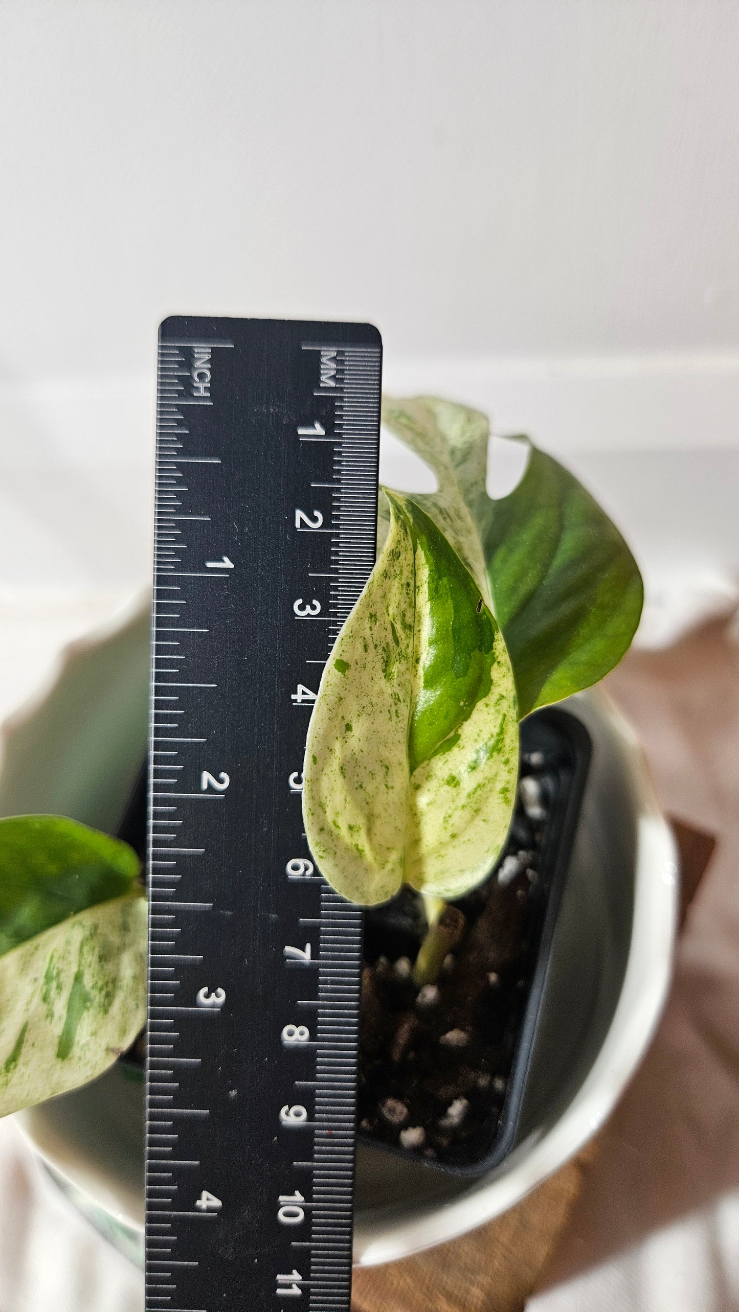 Epipremnum pinnatum Marble (EPI-210)