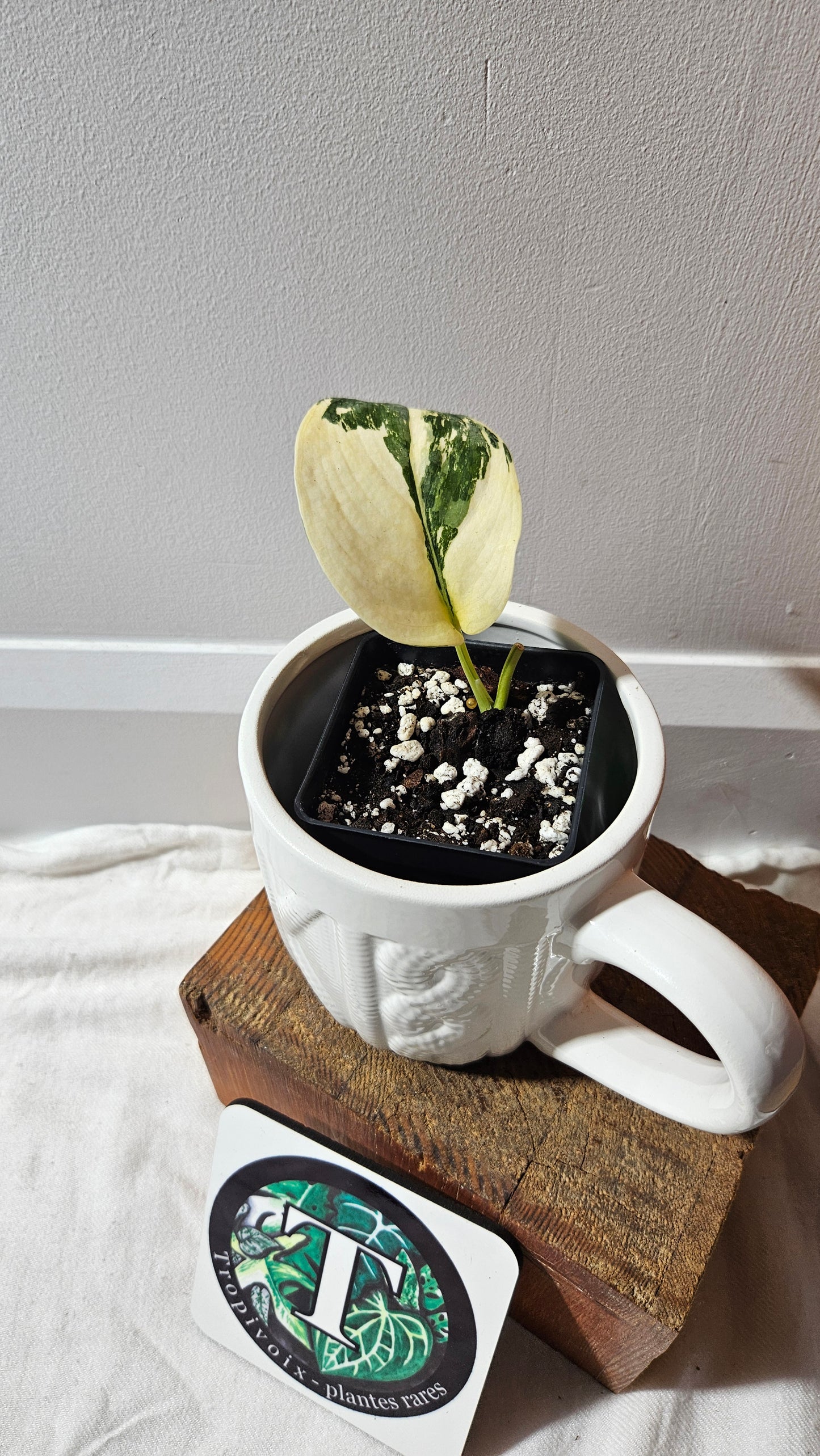 Scindapsus Silver Tattoo Variegata (SCI-1152)