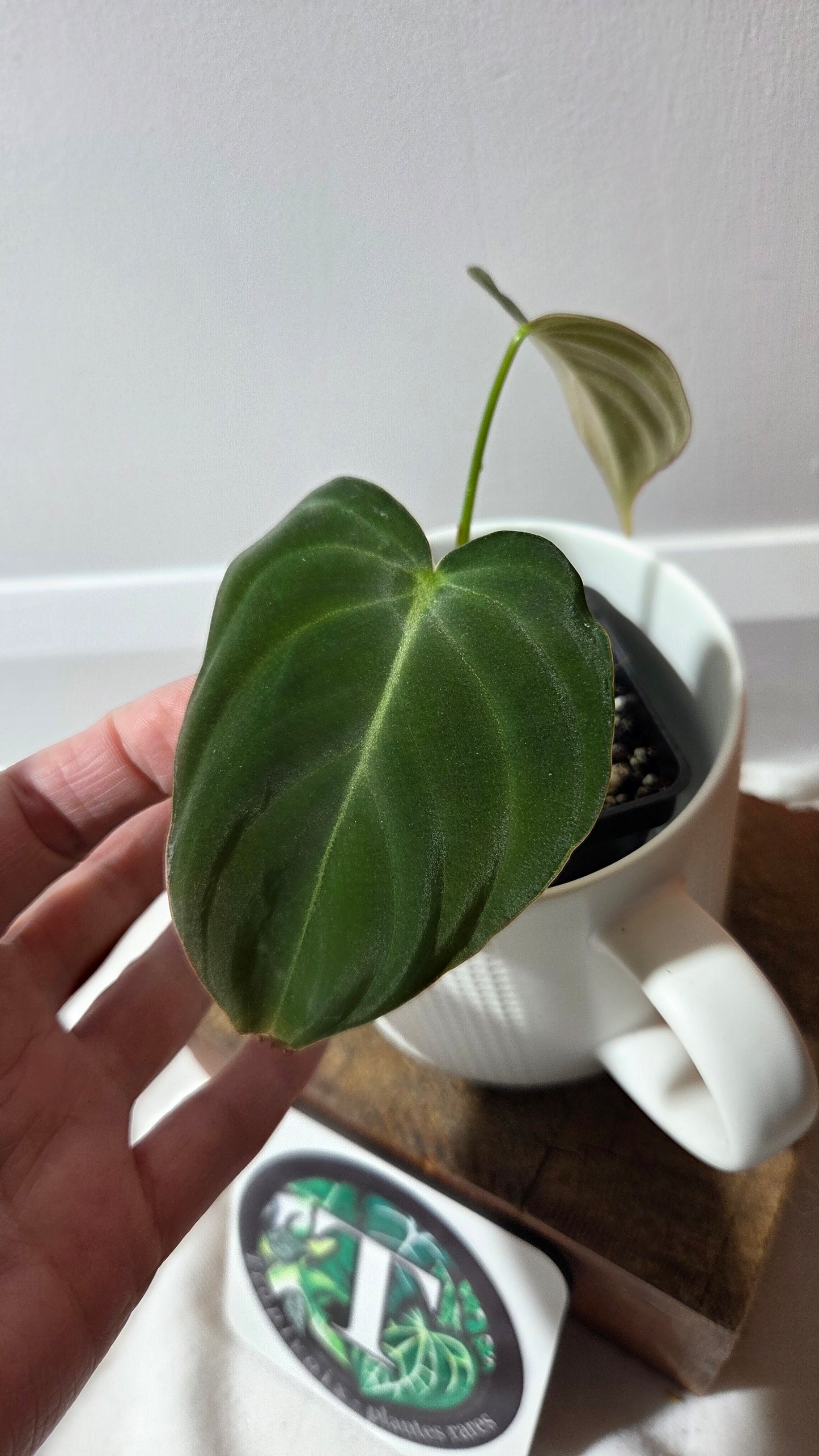 Philodendron Glorious (PHI-995)