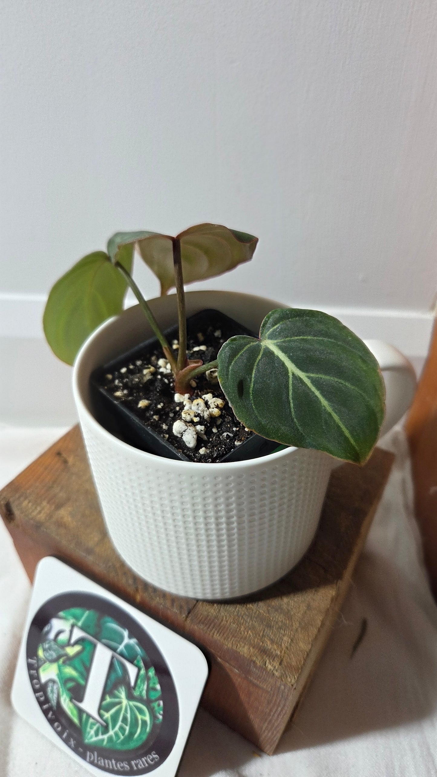 Philodendron Gloriosum Dark (PHI-999)