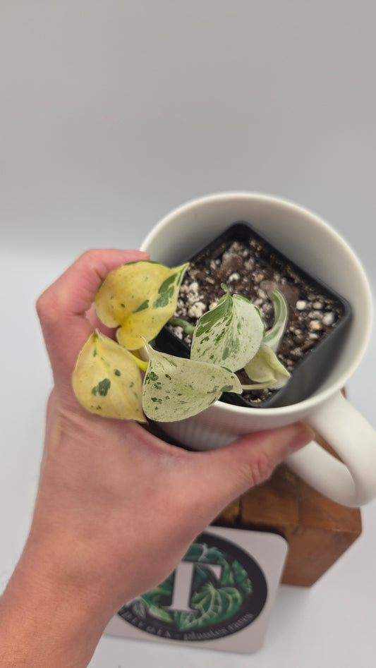 Scindapsus Salamount (SCI-720)