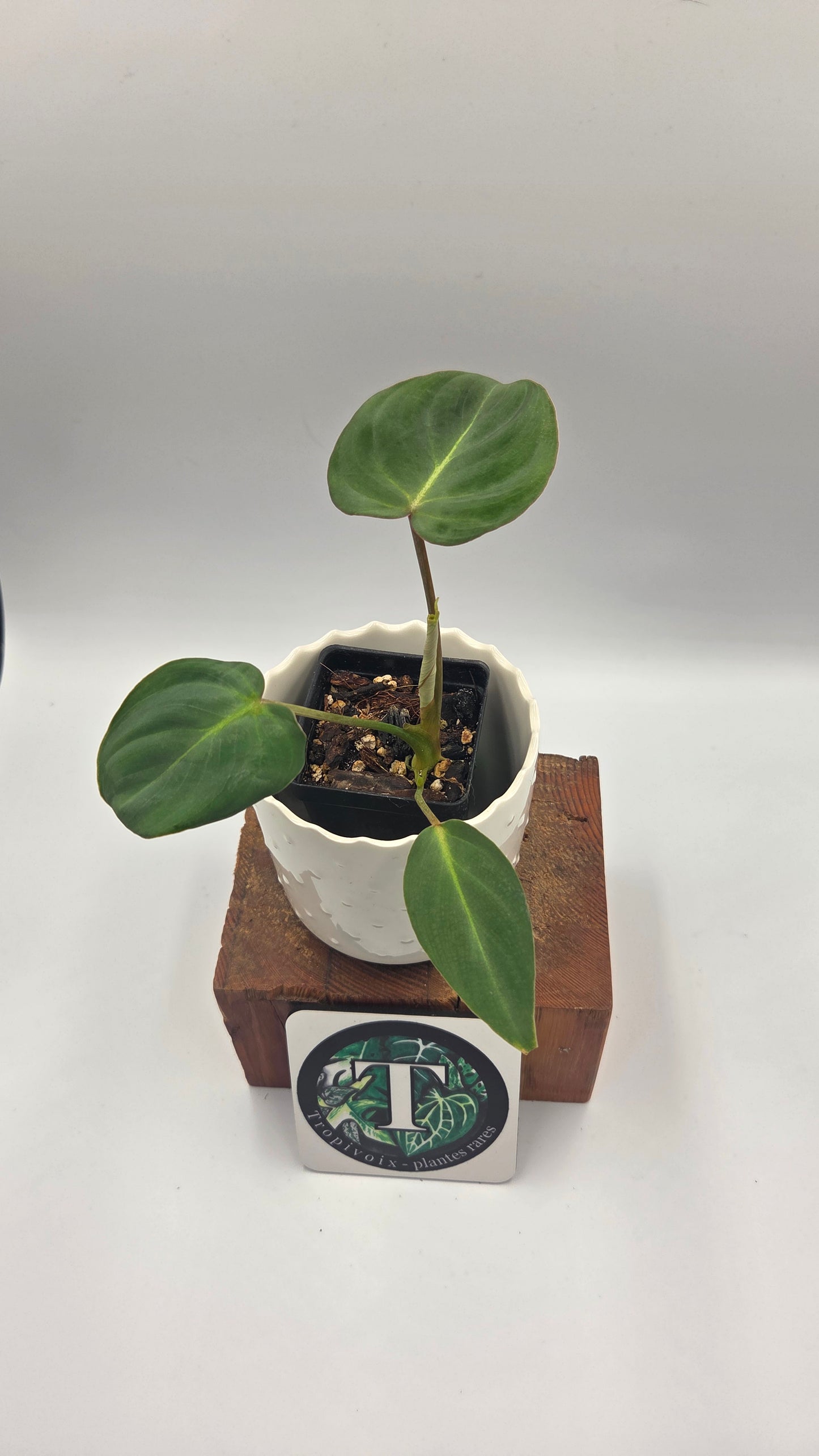 Philodendron Gloriosum (PHI-1037)
