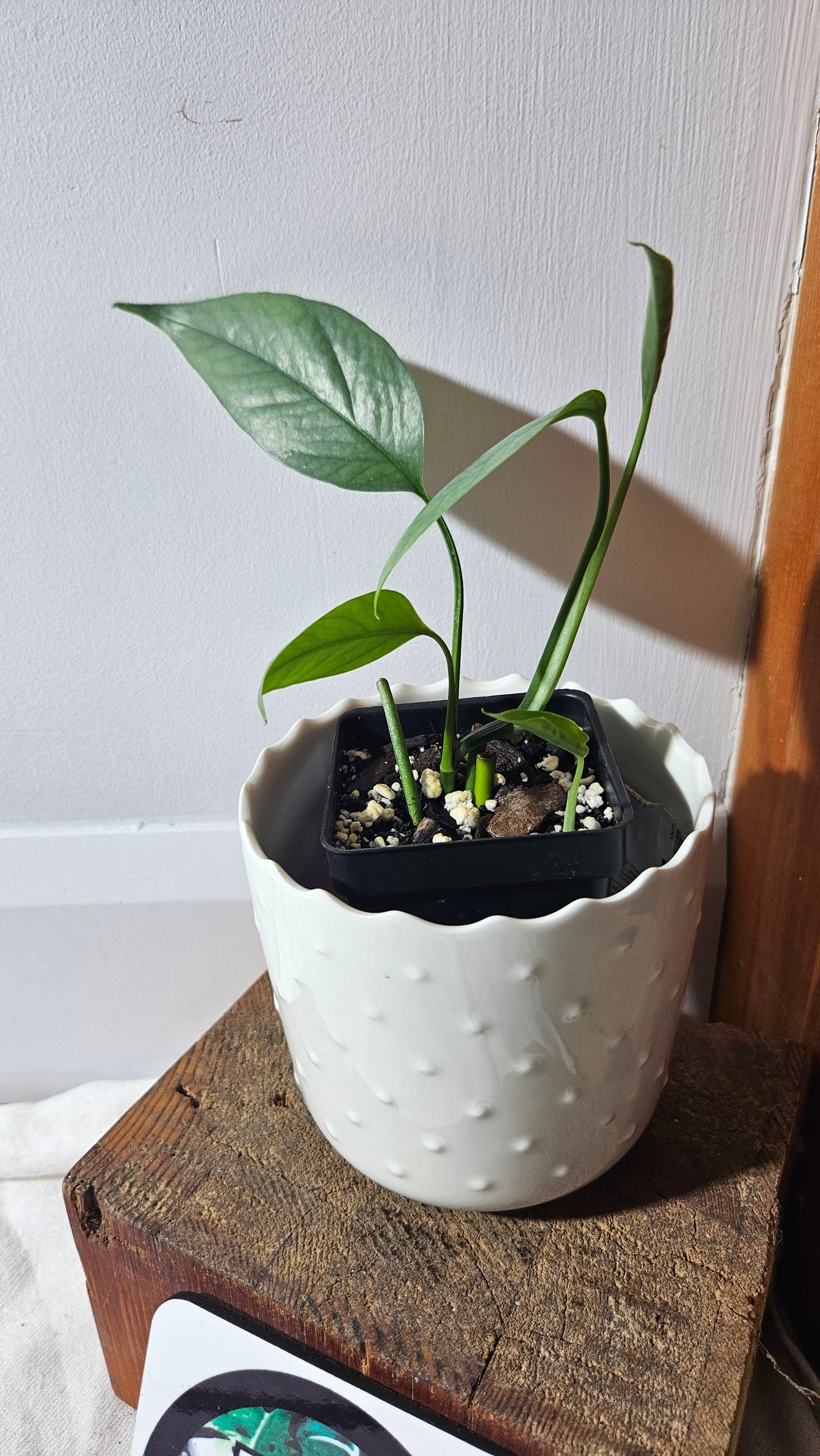 Epipremnum Cebu blue (EPI-206)