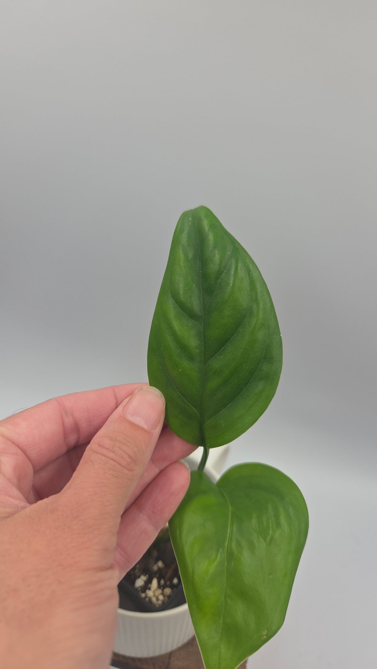 Monstera Lechleriana  (MON-574)