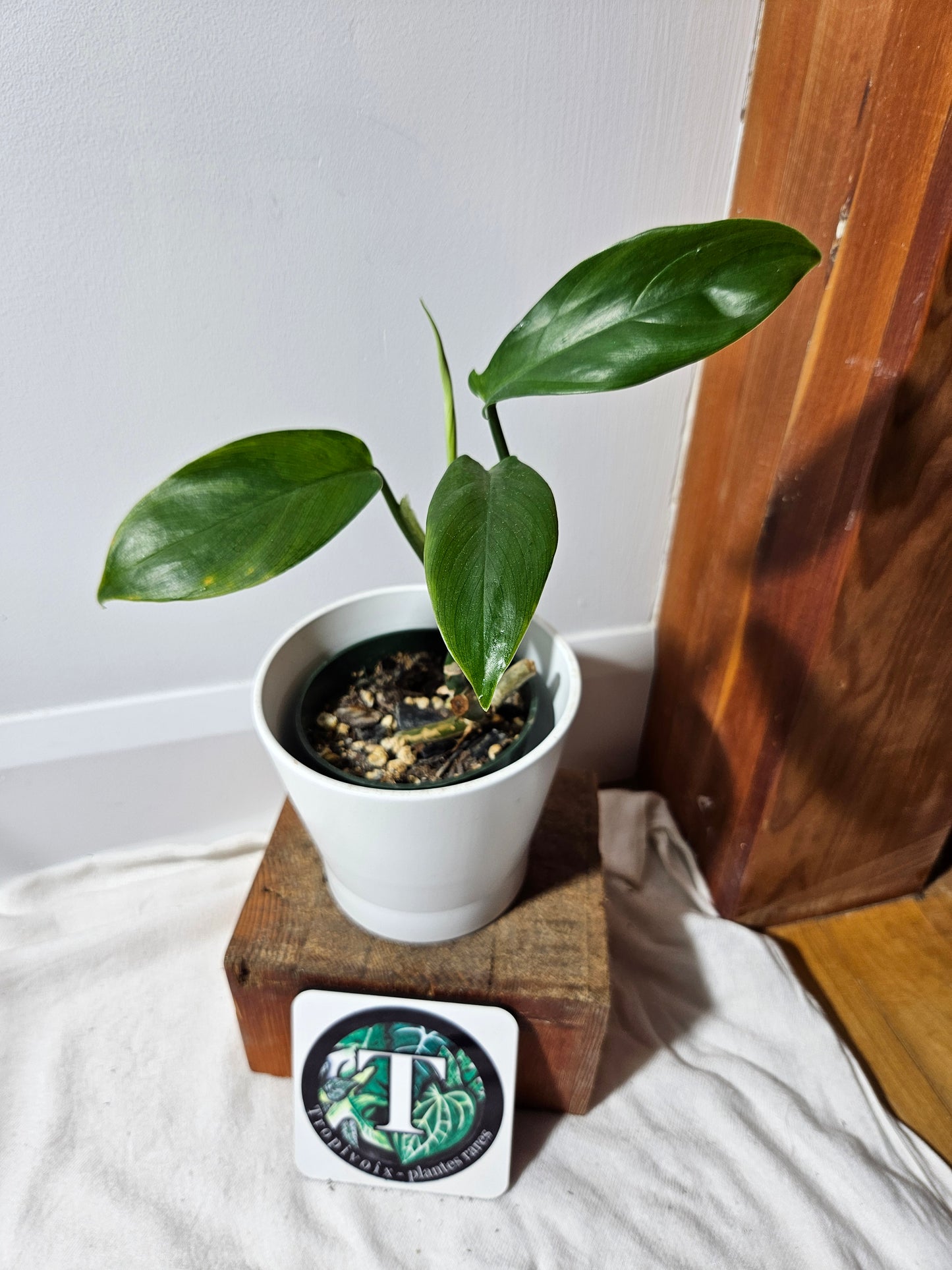 Philodendron Tripartitum (PHI-475)