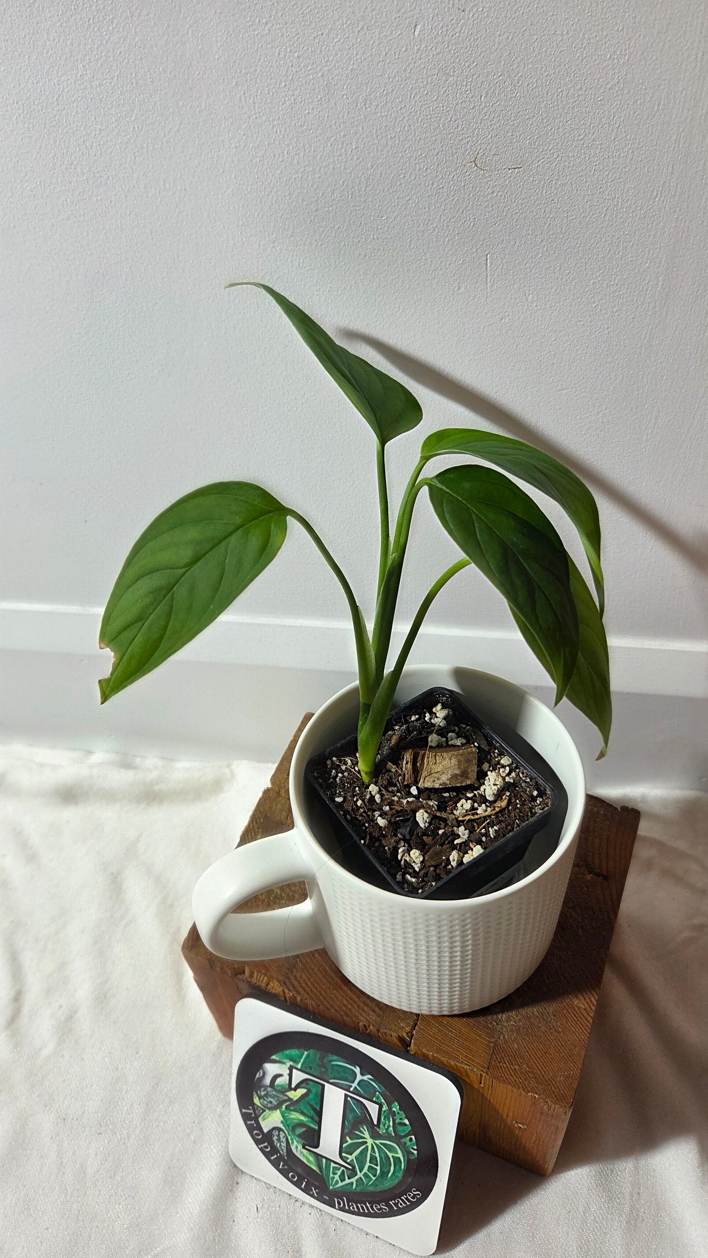 Monstera Obliqua Aff LaUnion (MON-518)