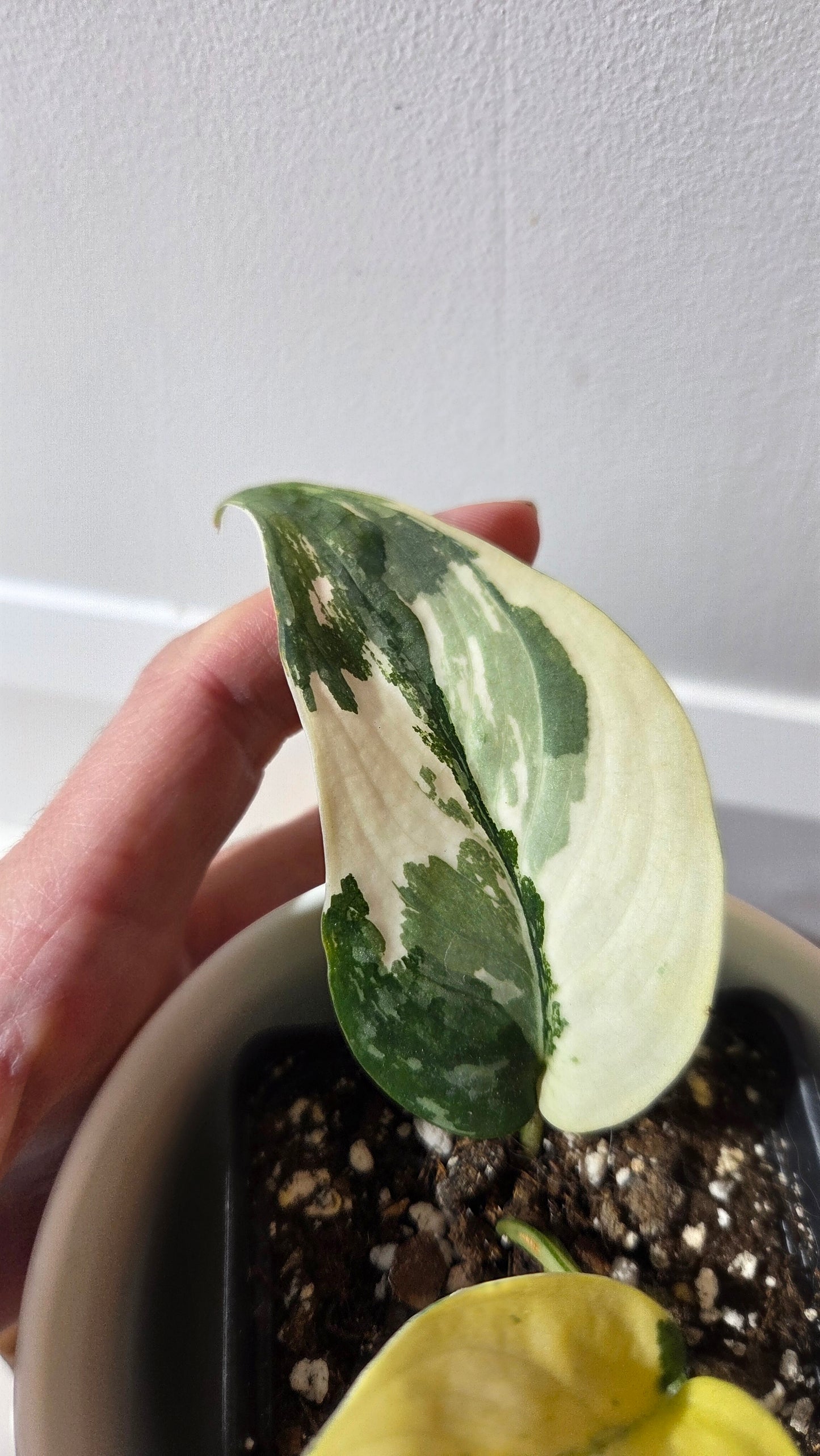 Scindapsus Silver Tattoo Variegata (SCI-1360)