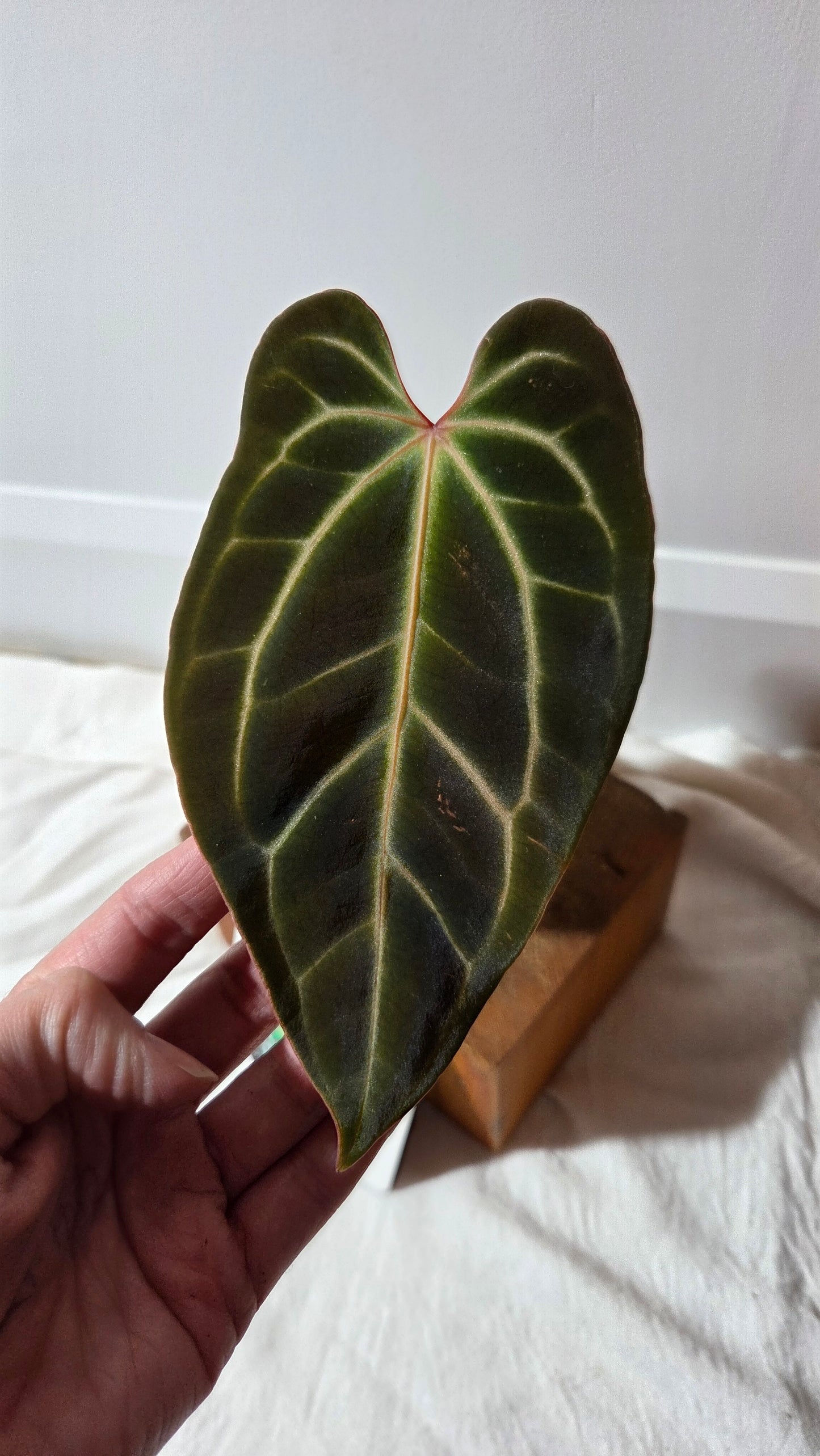 Anthurium Besseae Aff Super Dark "Format MOYEN" (ANT-667)