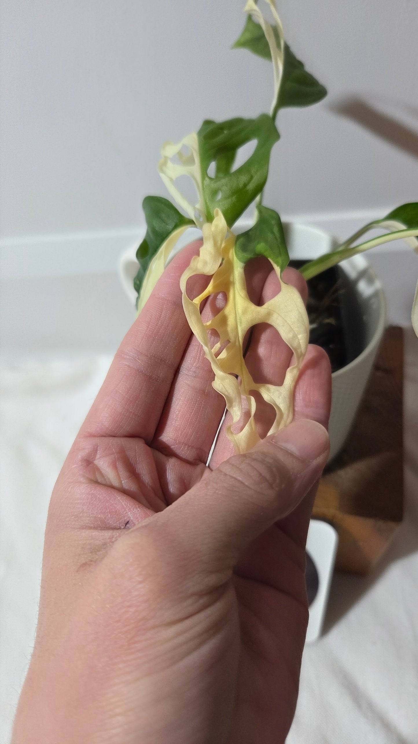 Monstera Andasonii Albo/ Génétique Half&Half (MON-507)