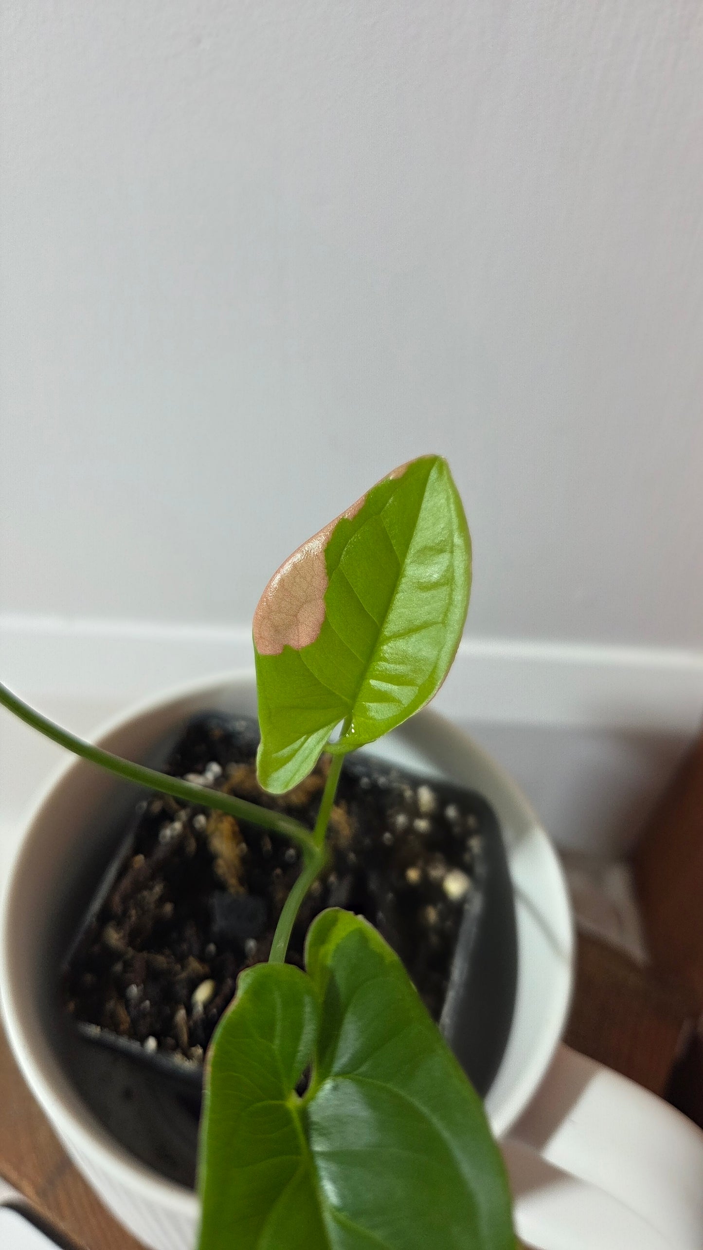 Syngonium Pink Lava (SYN-243)