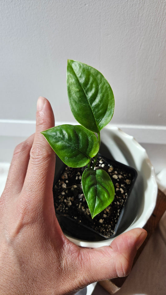 Monstera Obliqua Aff Limon (MON-433)