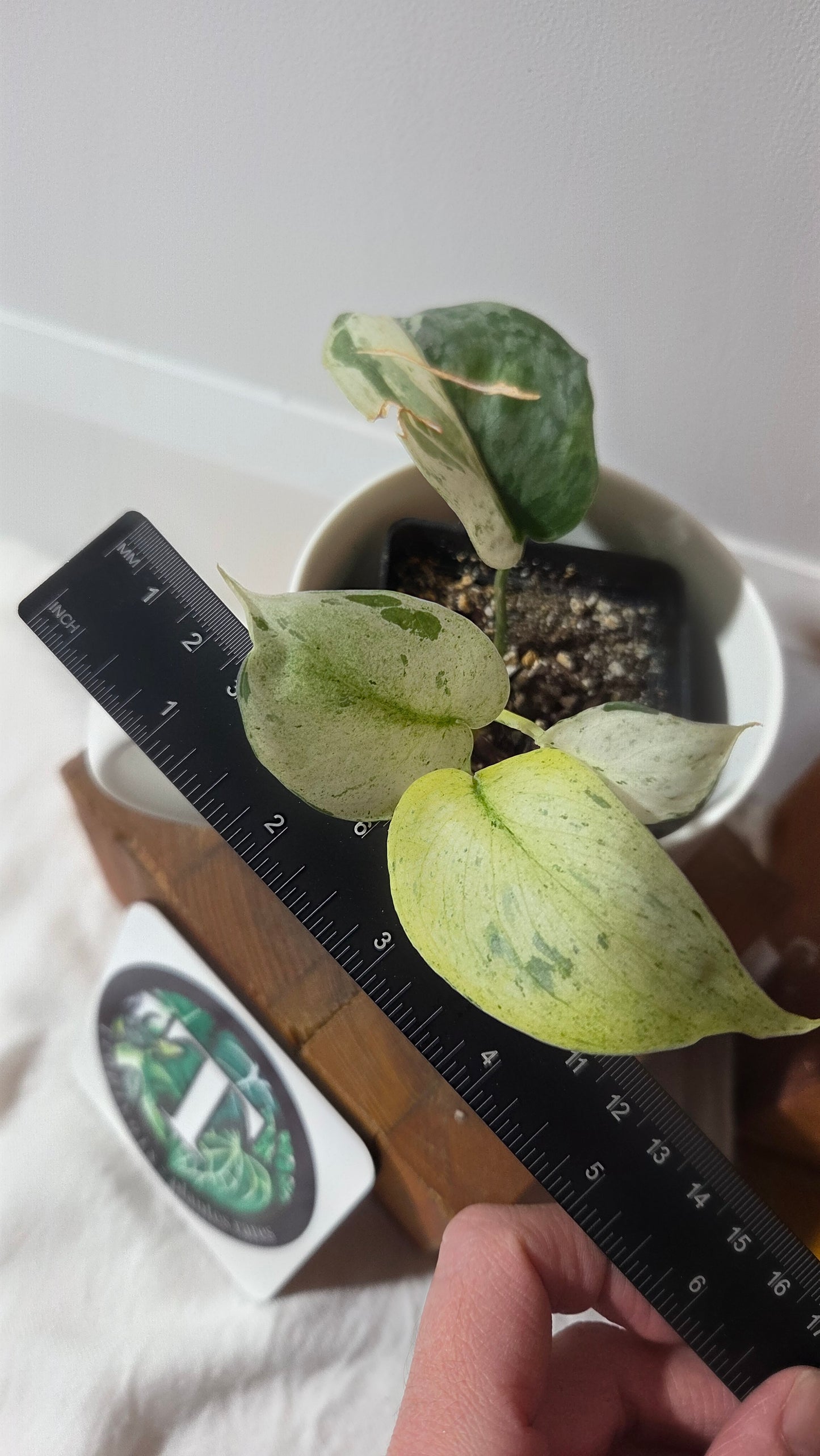 Scindapsus Salamount (SCI-1355)