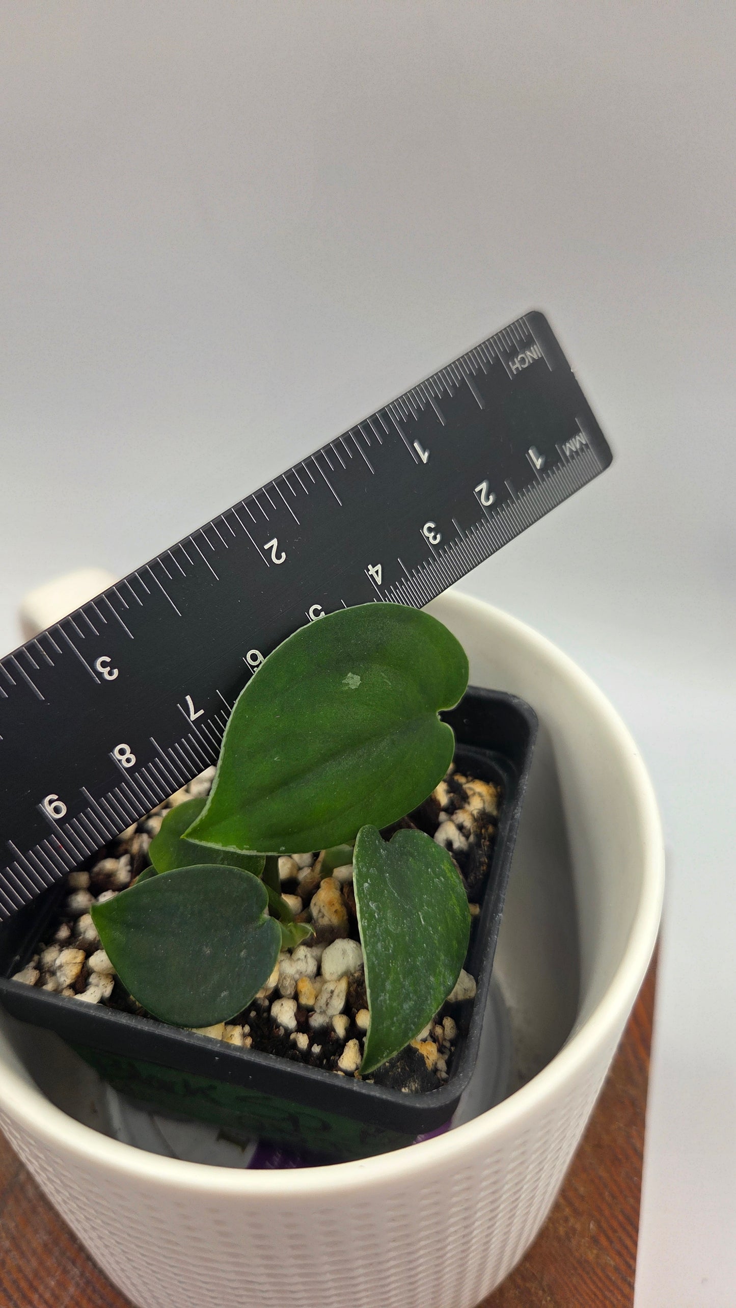 Scindapsus Black SP Bornéo (SCI-1481)