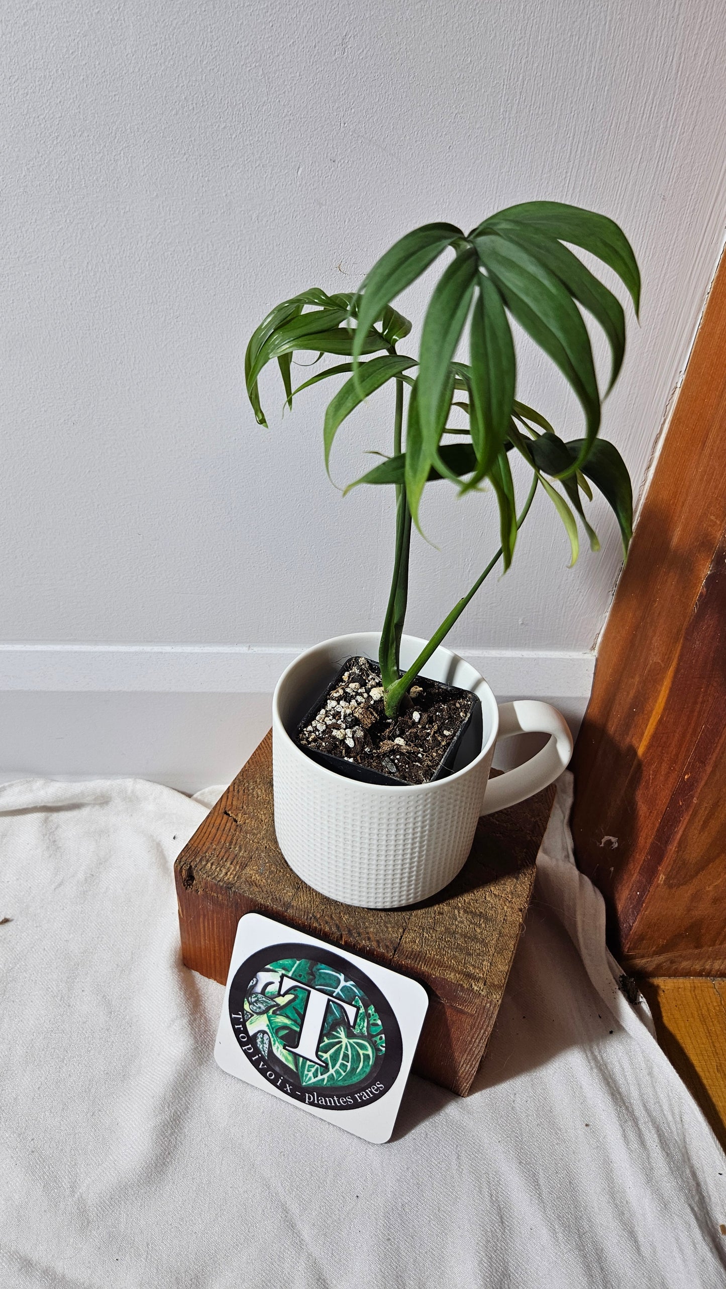 Monstera Subpinnata (MON-203)