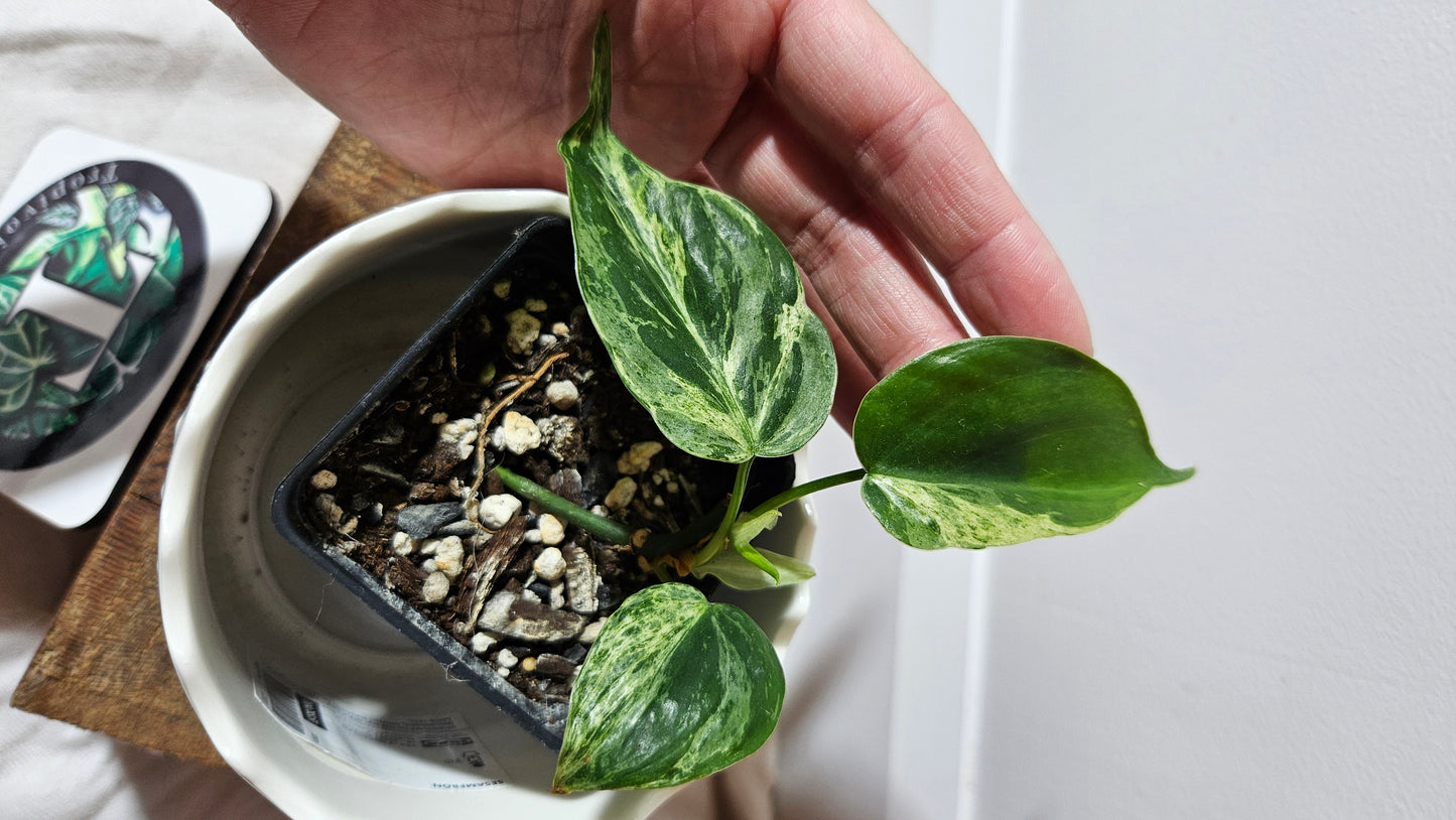 Philodendron Hederaceum Variegata (PHI-134)