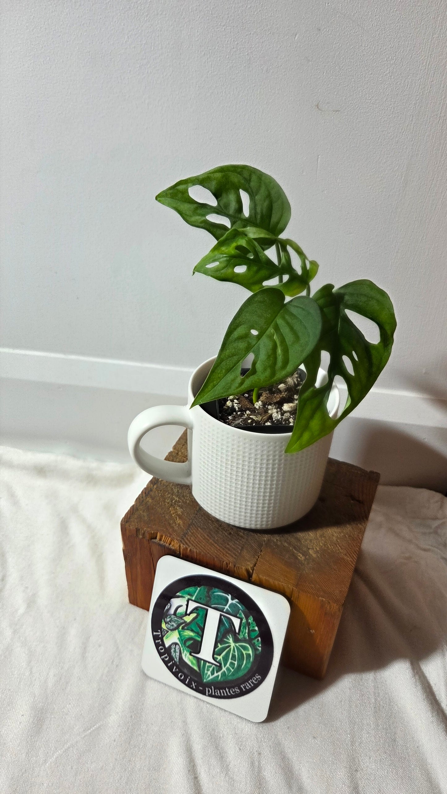 Monstera Obliqua Aff Canelos (MON-505)