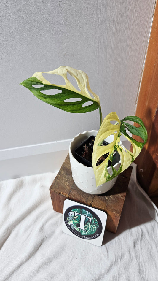 Monstera Andasonii Tricolore (MON-416)