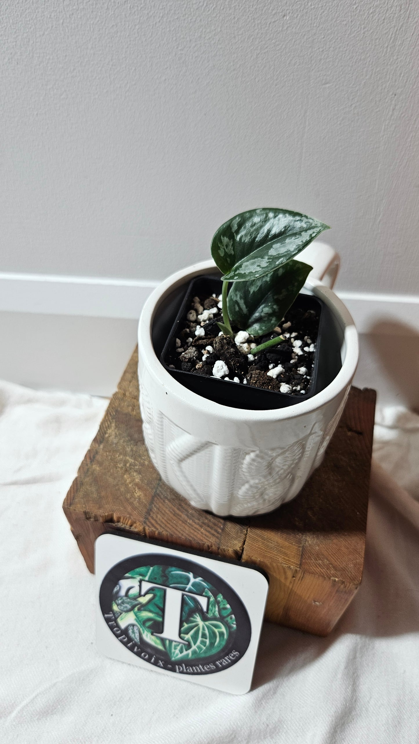 Scindapsus Dark Tricolore (SCI-1224)