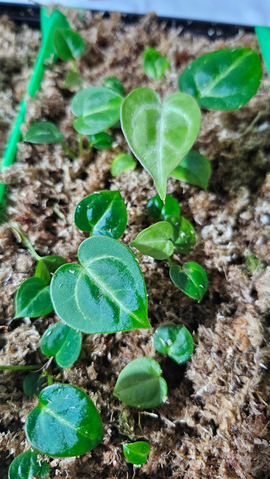 Anthurium Silver Hope "format SEEDLING"