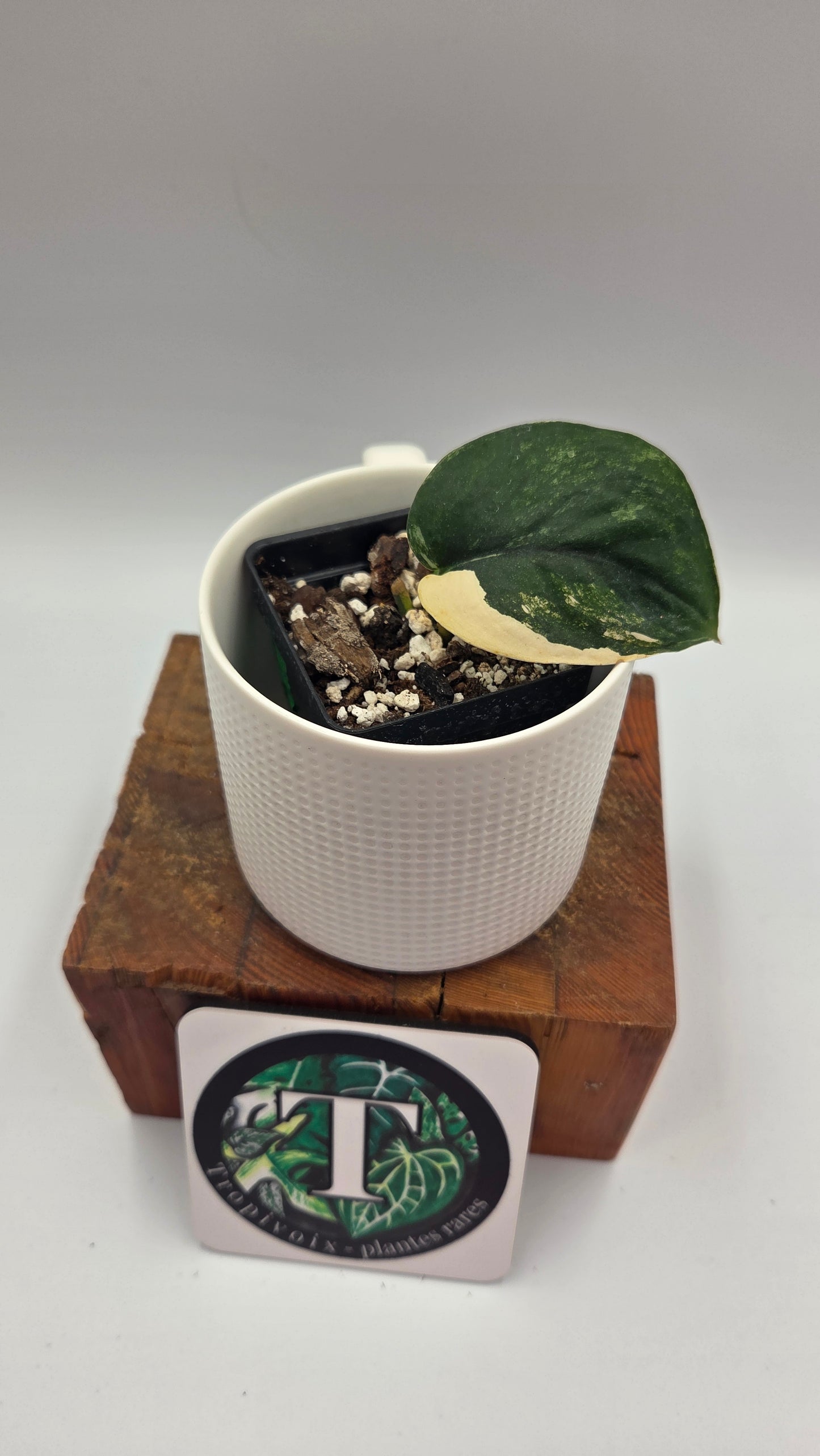 Scindapsus Jade Satin Albo (SCI-927)