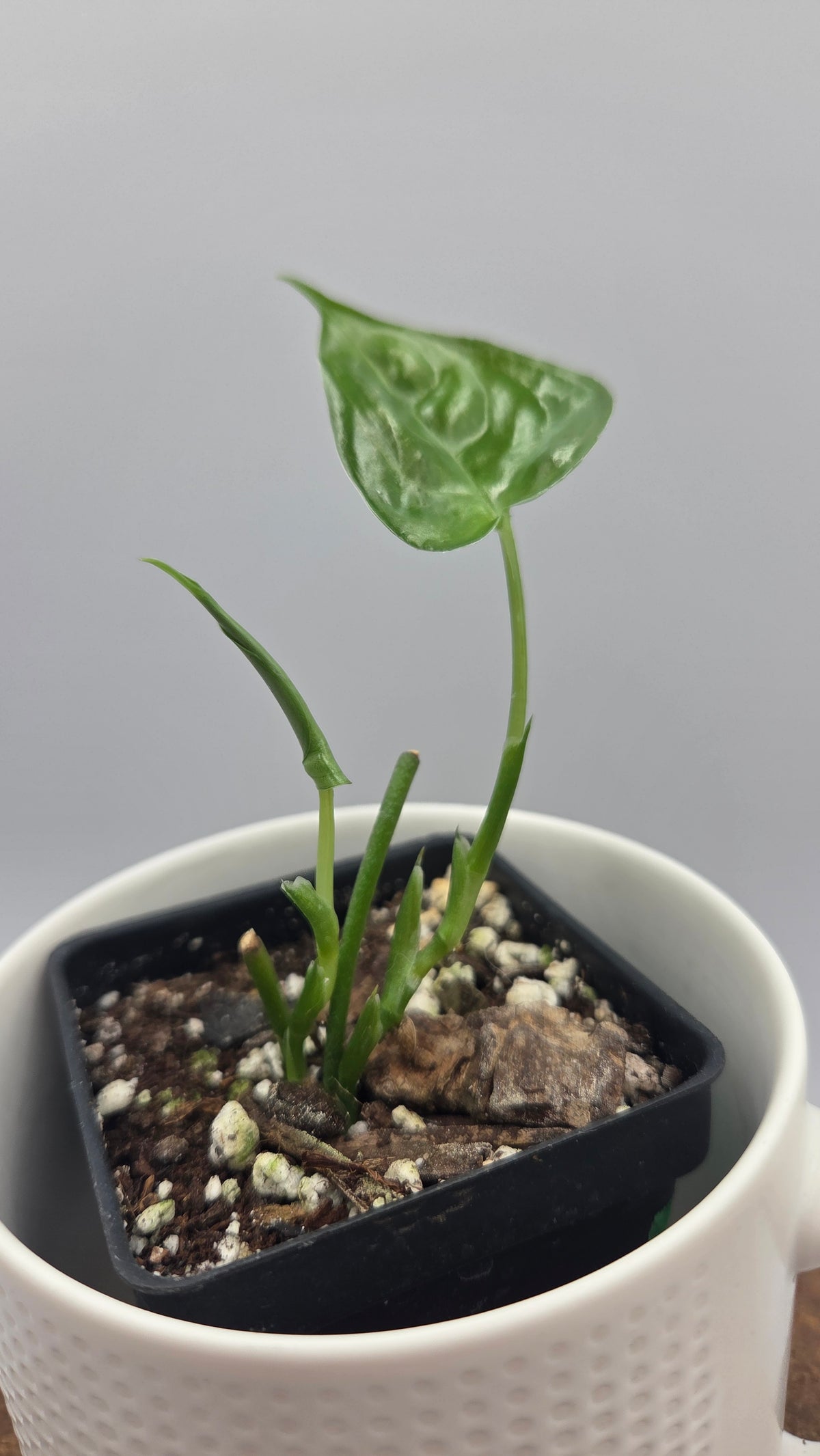 Scindapsus Lucens (SCI-1531)
