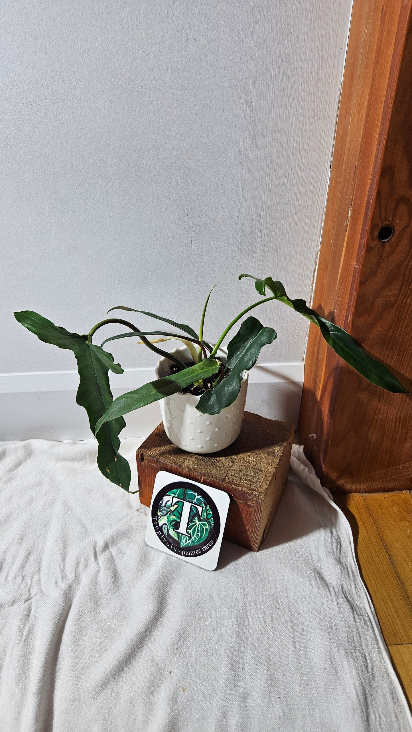Philodendron Lavinia /(Paloraense cf X Tortum) (PHI-934)