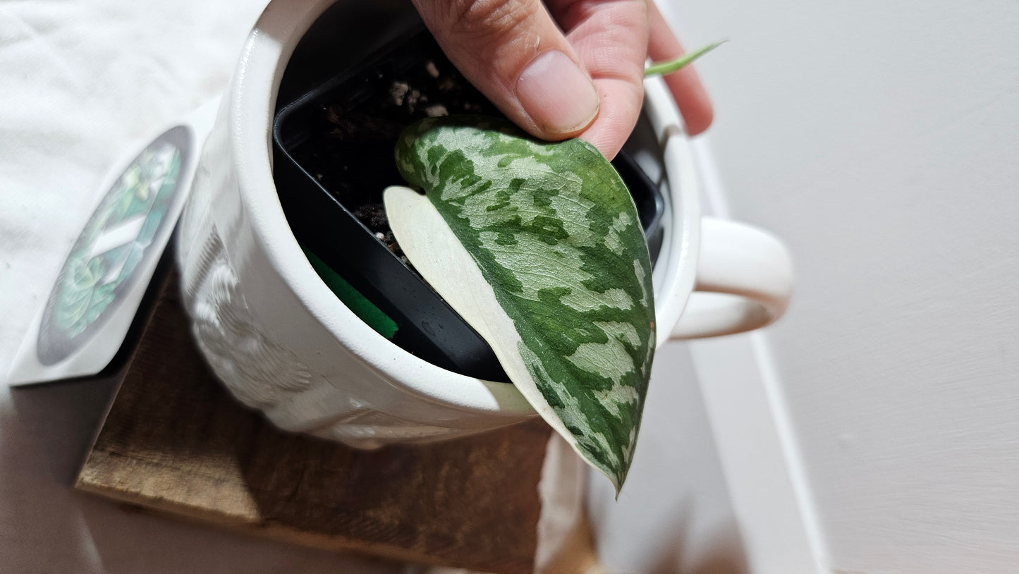 Scindapsus Mayari (SCI-1298)