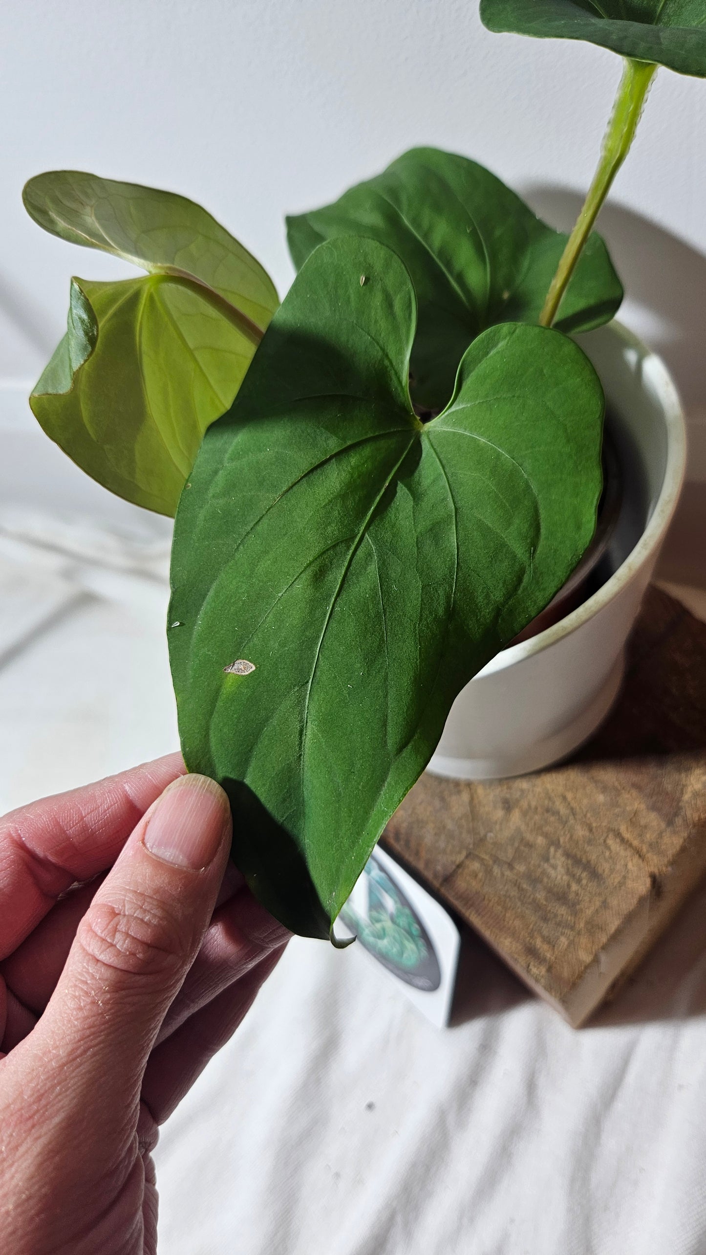 Anthurium  Tiwintza Aff Velvet "format MOYEN" (ANT-227)