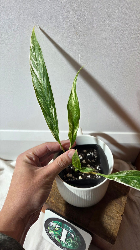 Rhaphidophora Megasperma Variegata (AUT-086)