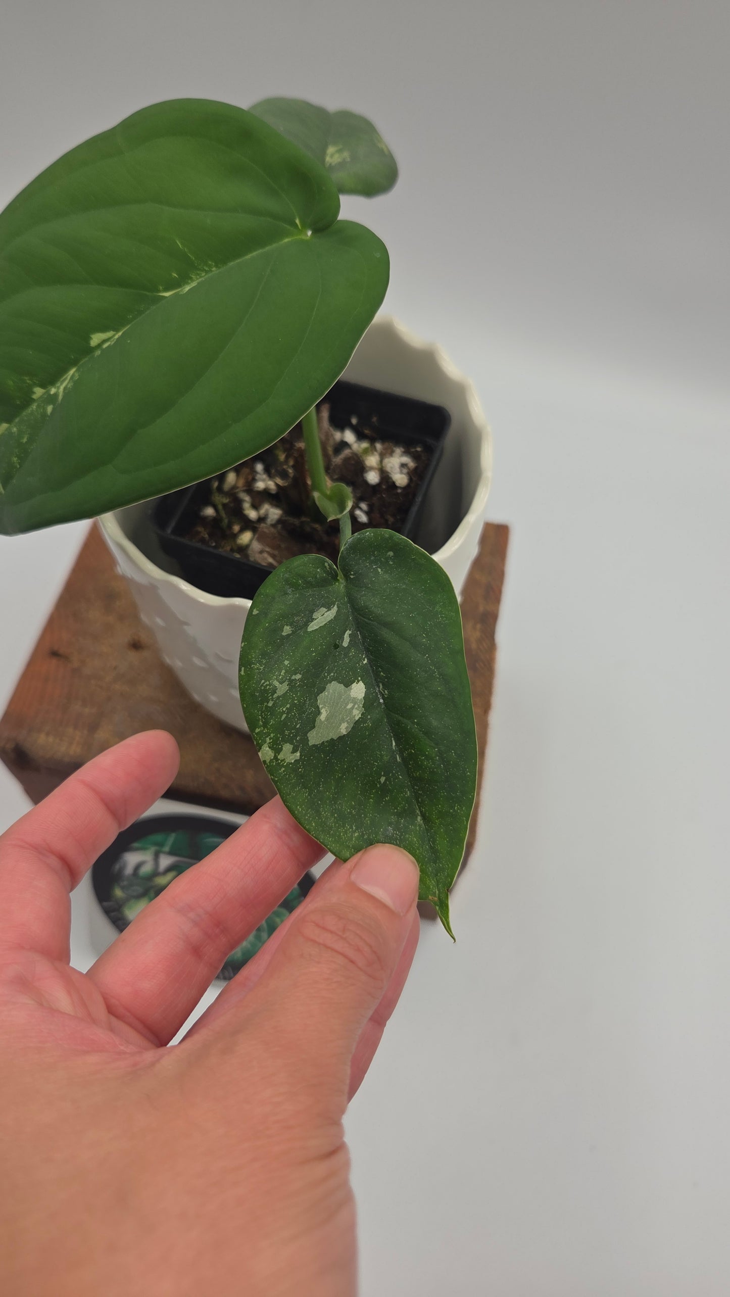 Syngonium Chiapense Albo (SYN-466)