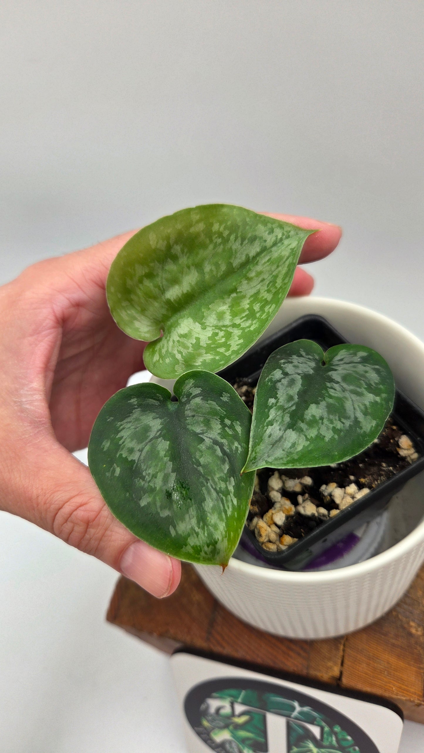 Scindapsus Dark Princess Tricolore (SCI-1109)