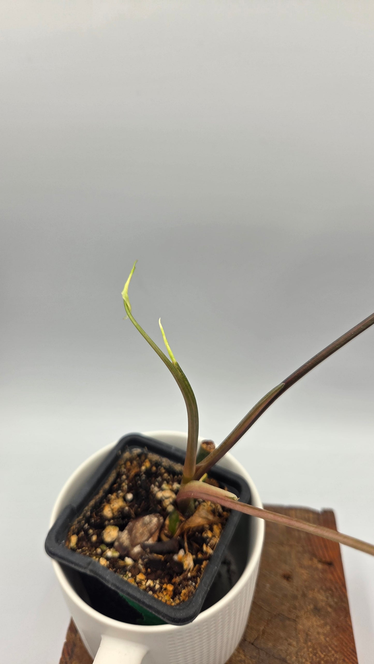 Syngonium Albo (SYN-351)