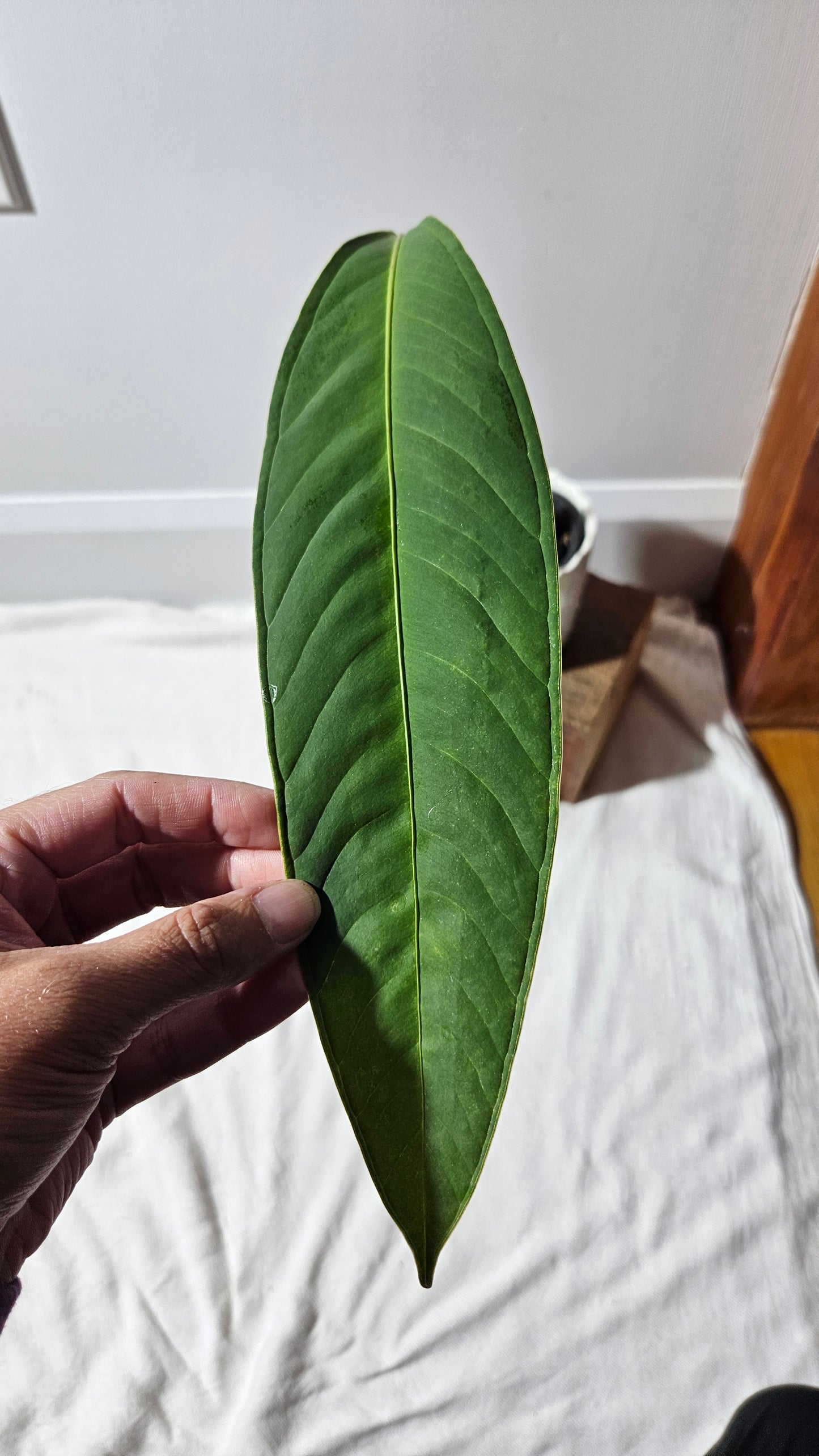 Anthurium Natenza Narrow Black "format LARGE" (ANT-477)