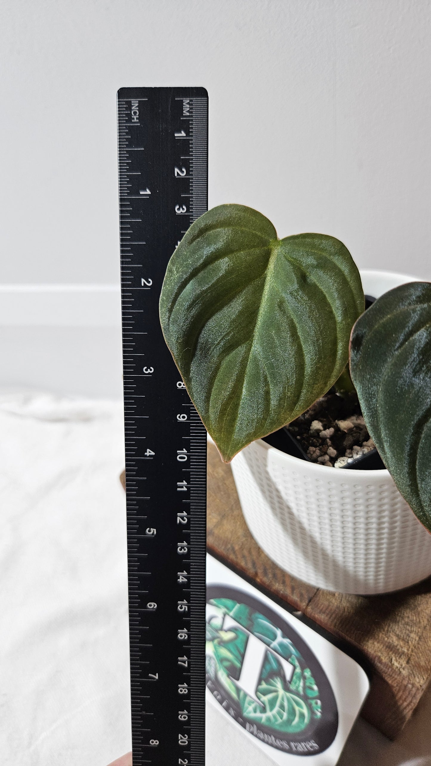 Philodendron Glorious (PHI-948)