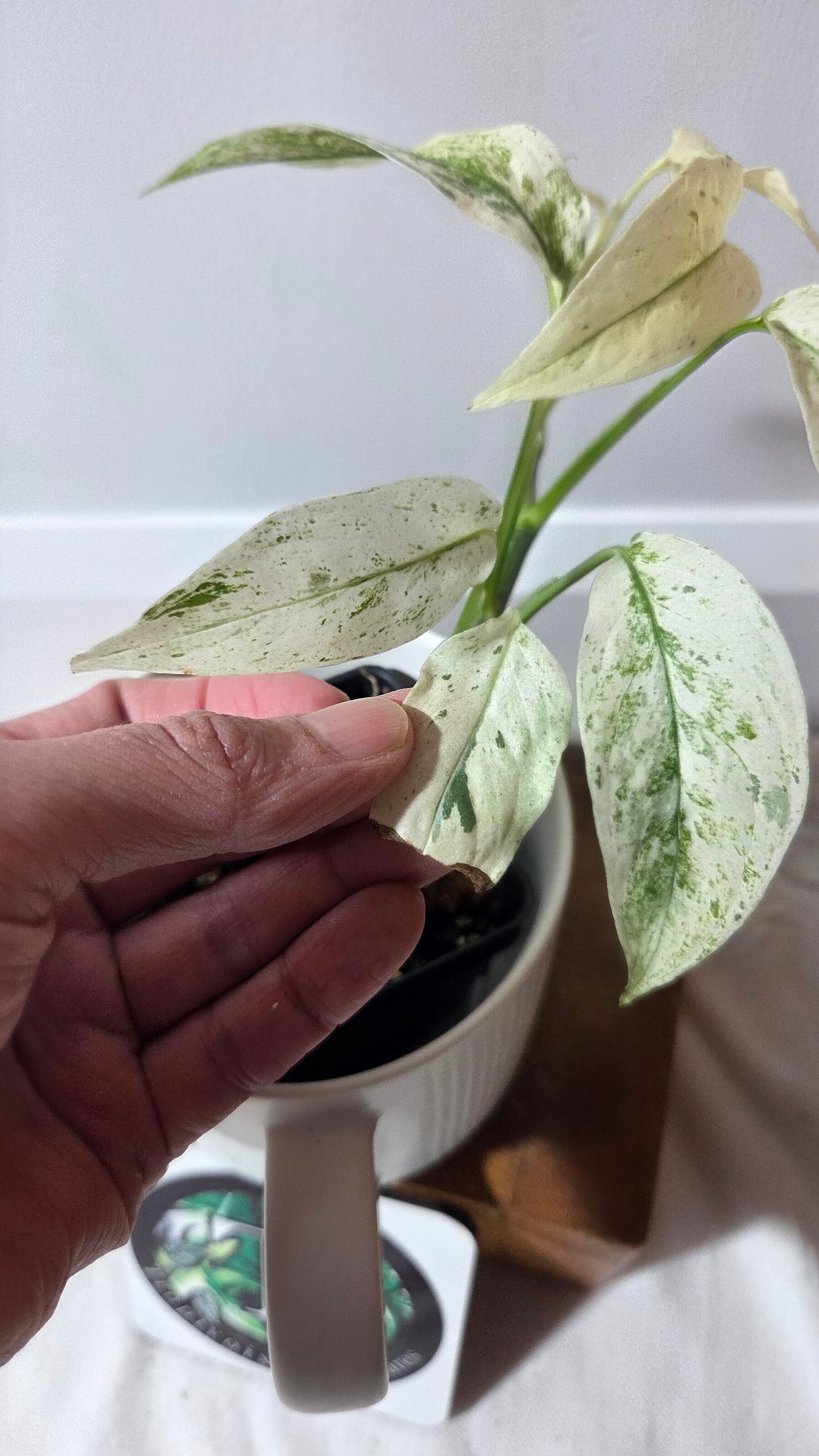 Monstera Laniata Mint (MON-396)