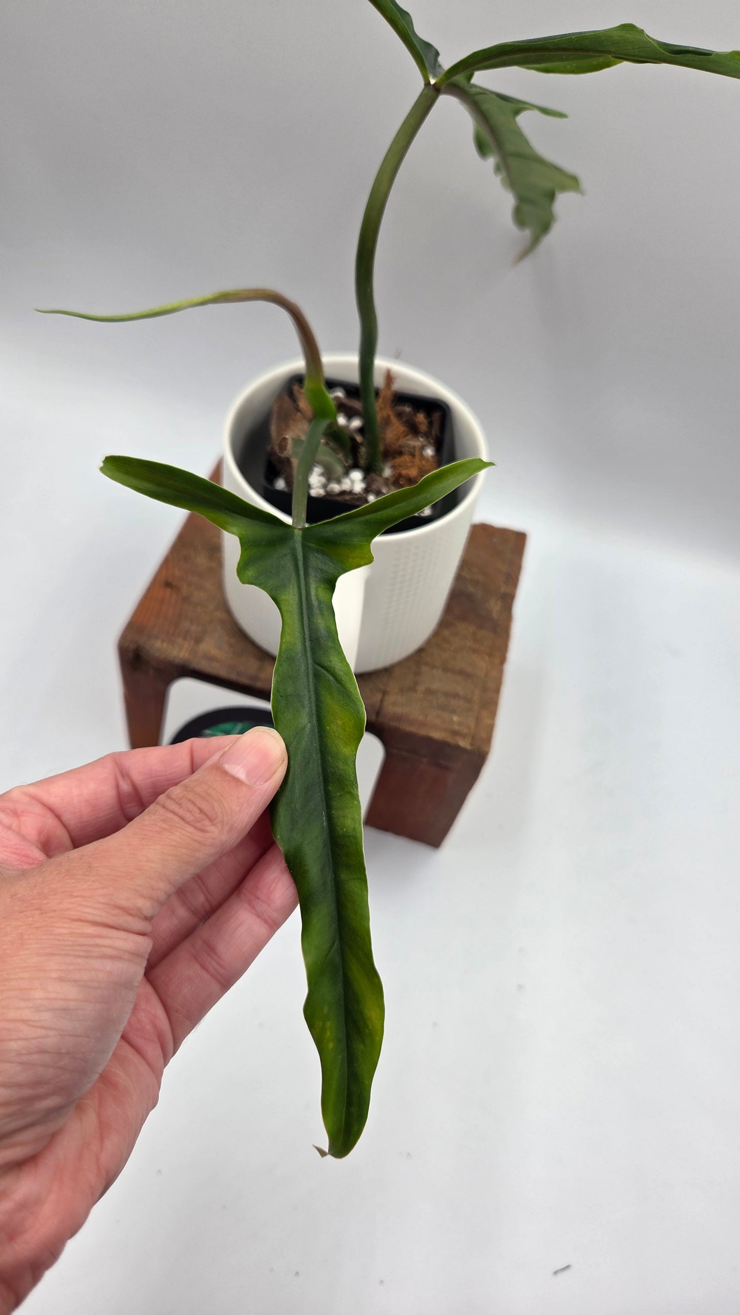 Philodendron Lavinia /(Paloraense cf X Tortum) (PHI-1080)