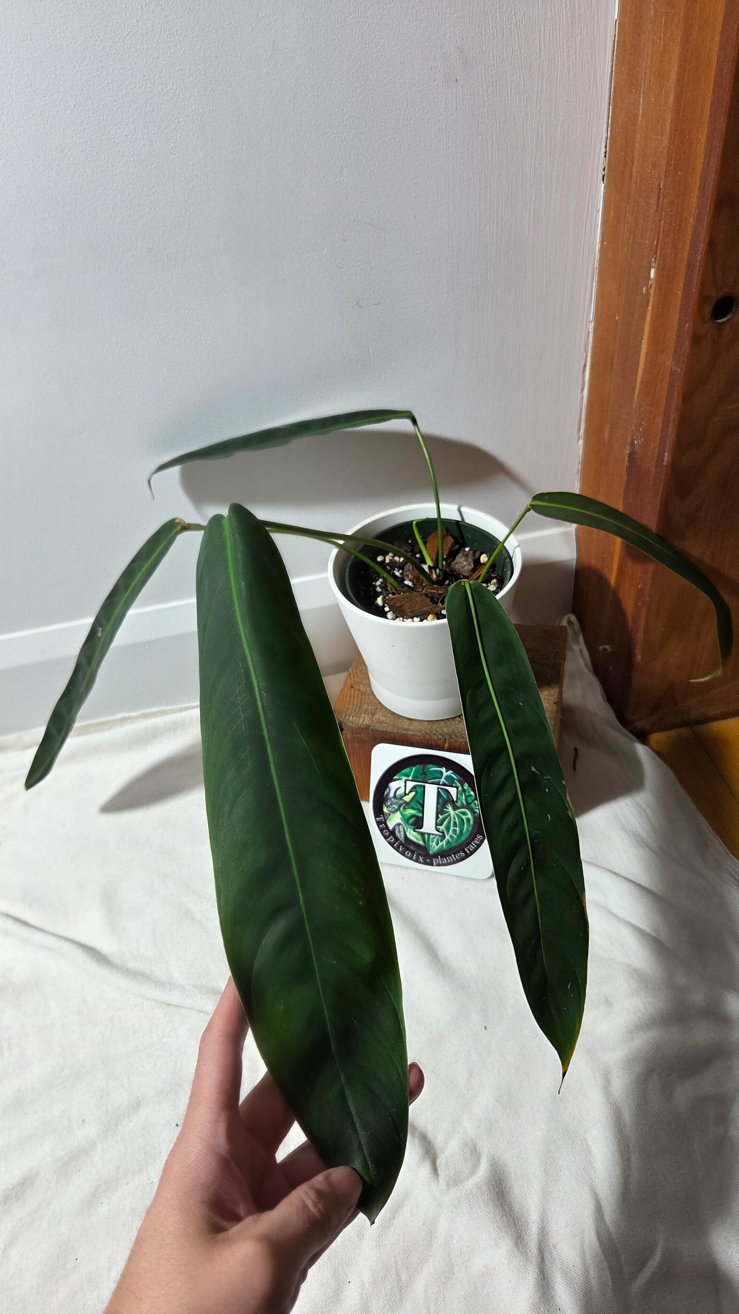 Philodendron Patriciae Black (PHI-984)