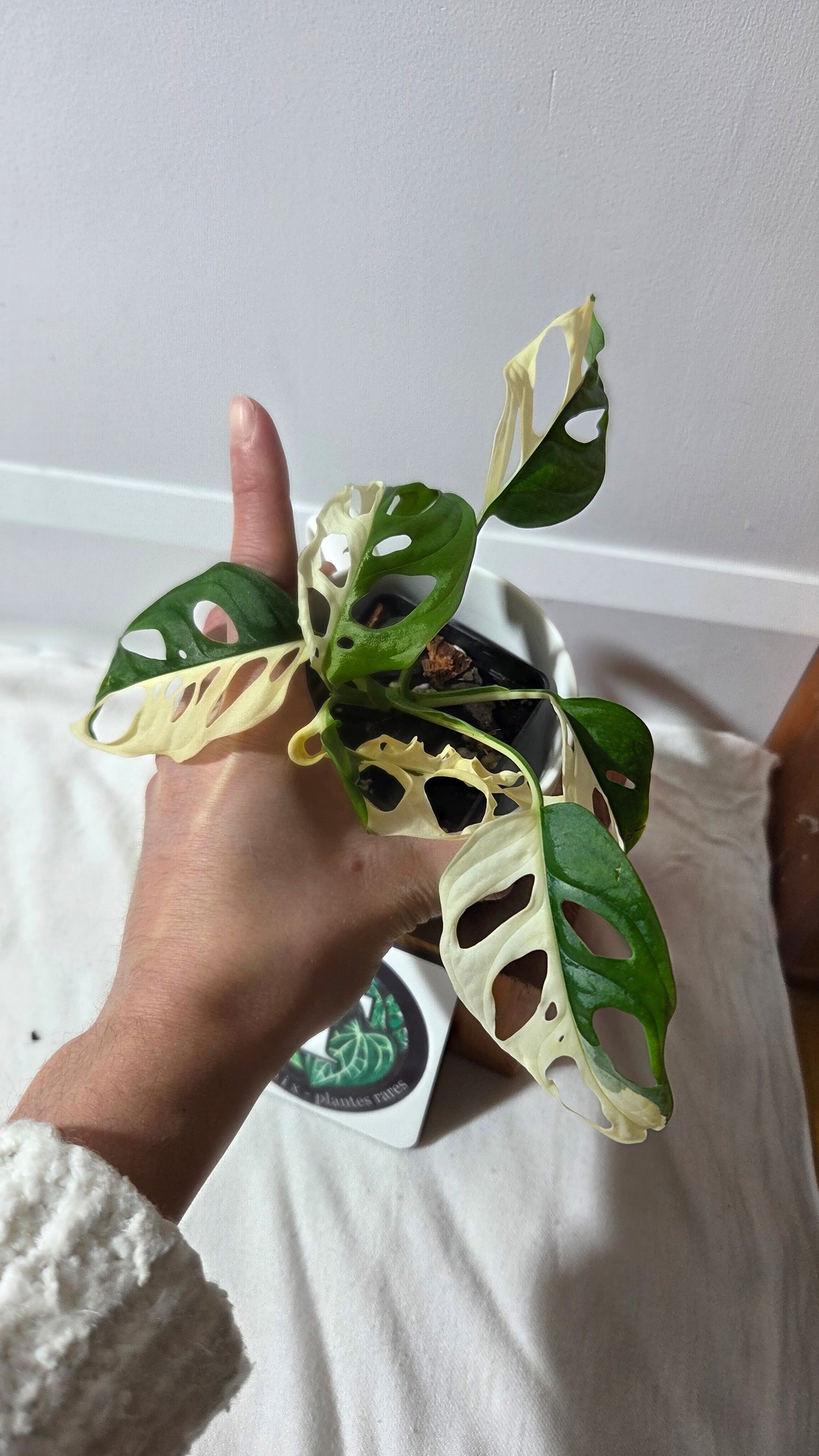 Monstera Andasonii Albo/ Génétique Half&Half (MON-507)