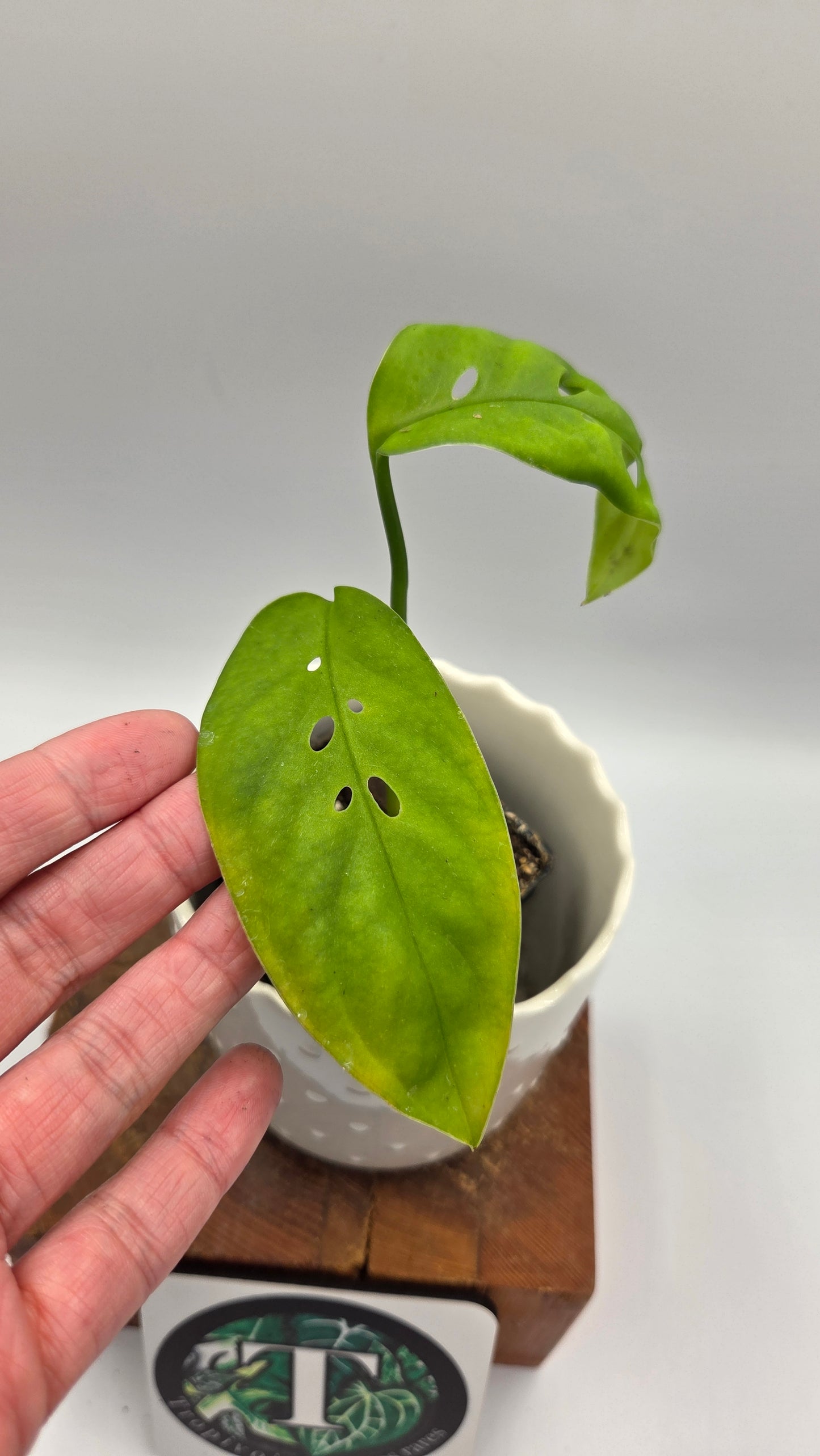 Monstera Esqueletto (MON-544)